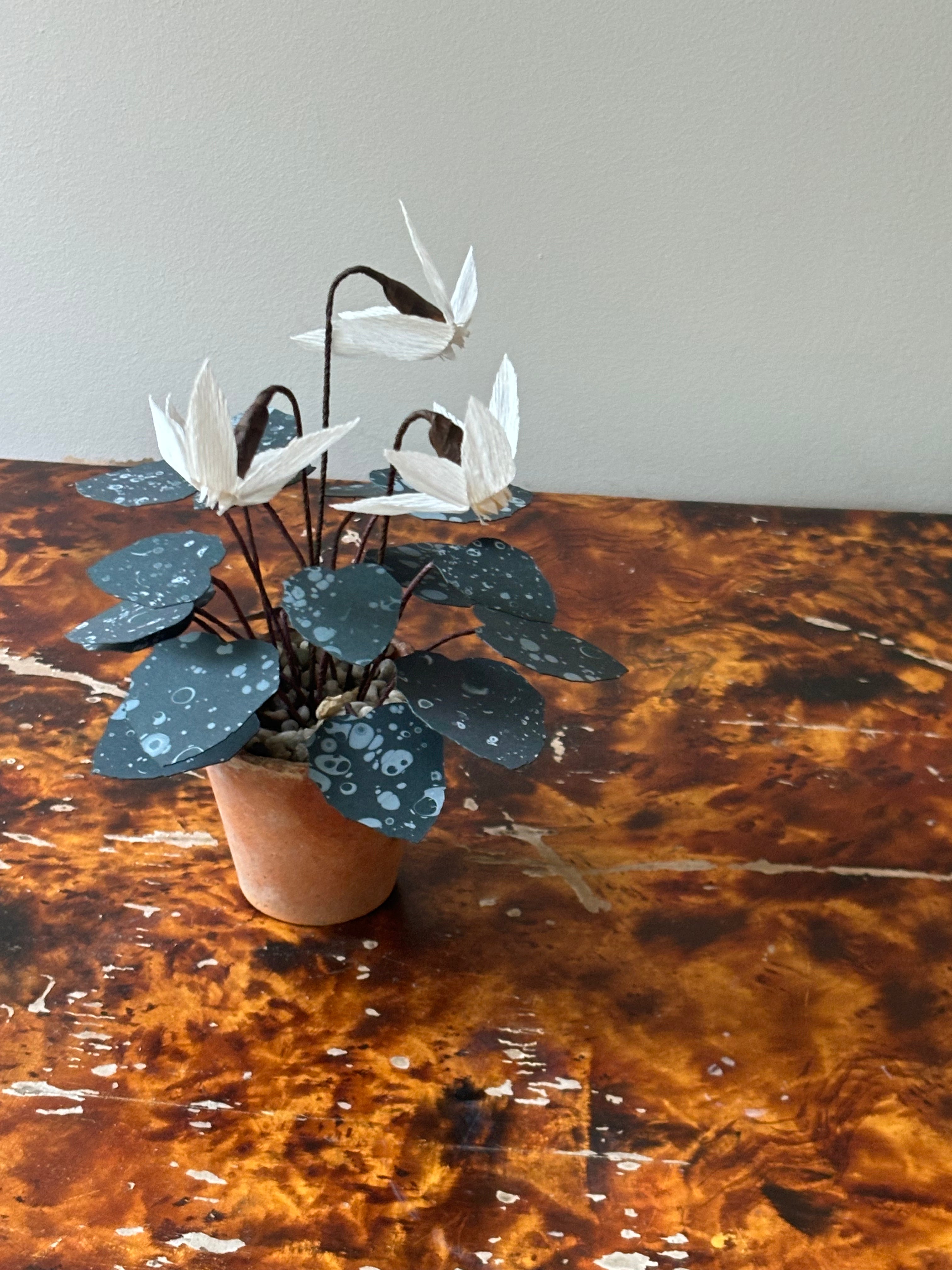 Cyclamen 2
