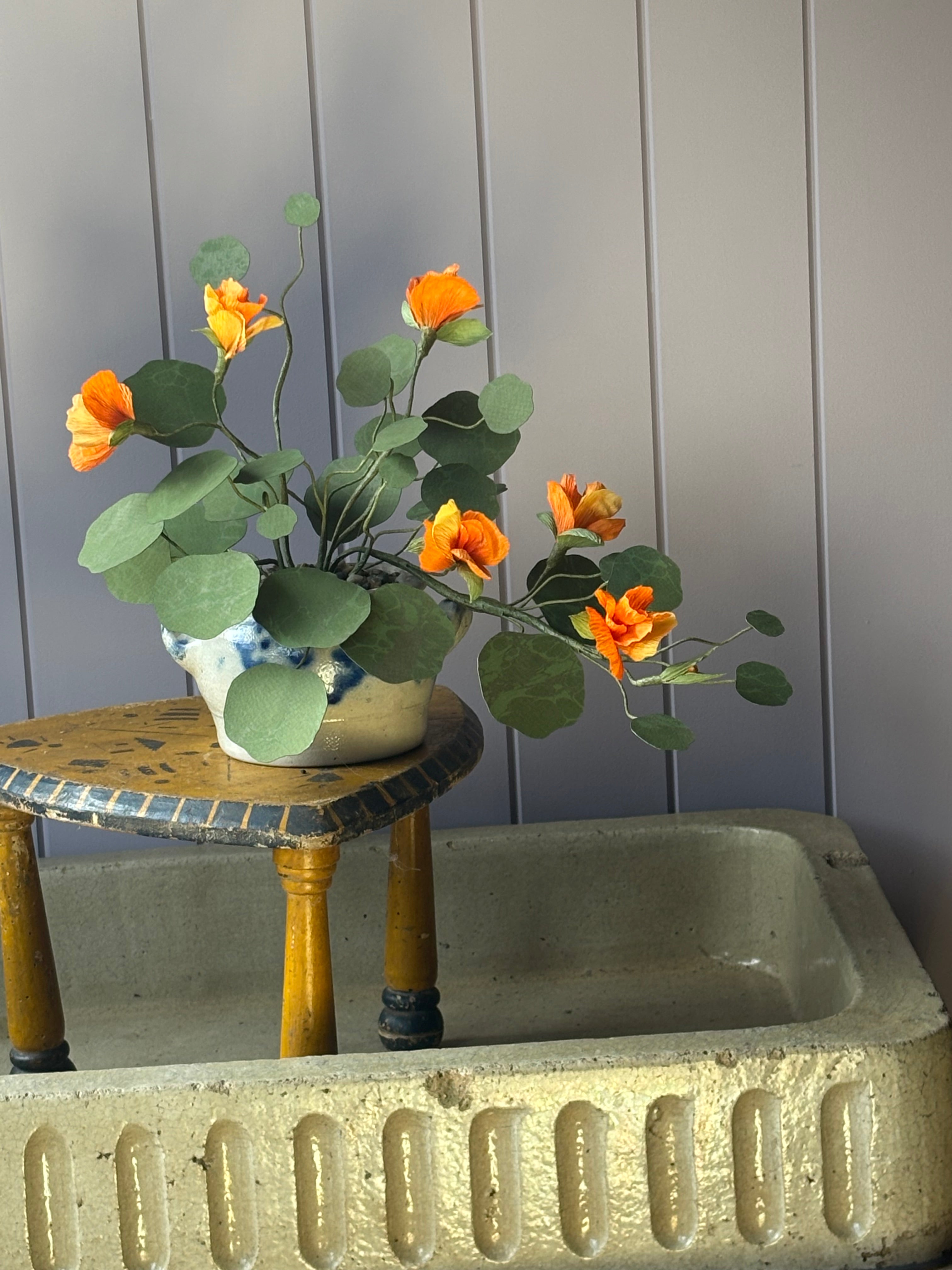 Nasturtium, trailing