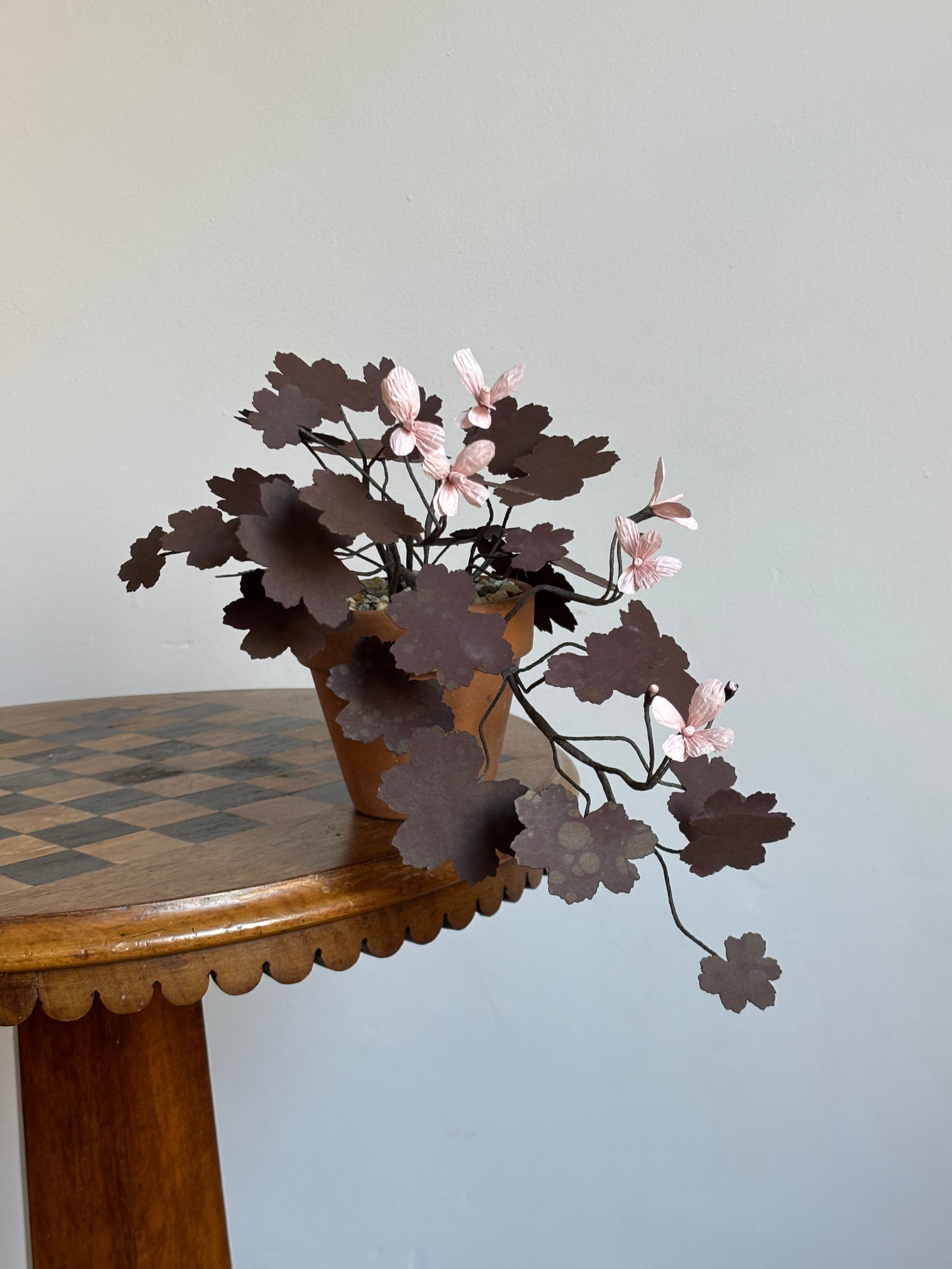 Paper Geranium, trailing