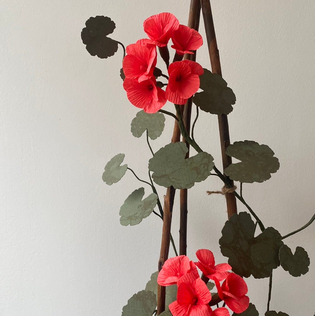 Paper Geranium COLLECTION or LONDON courier only