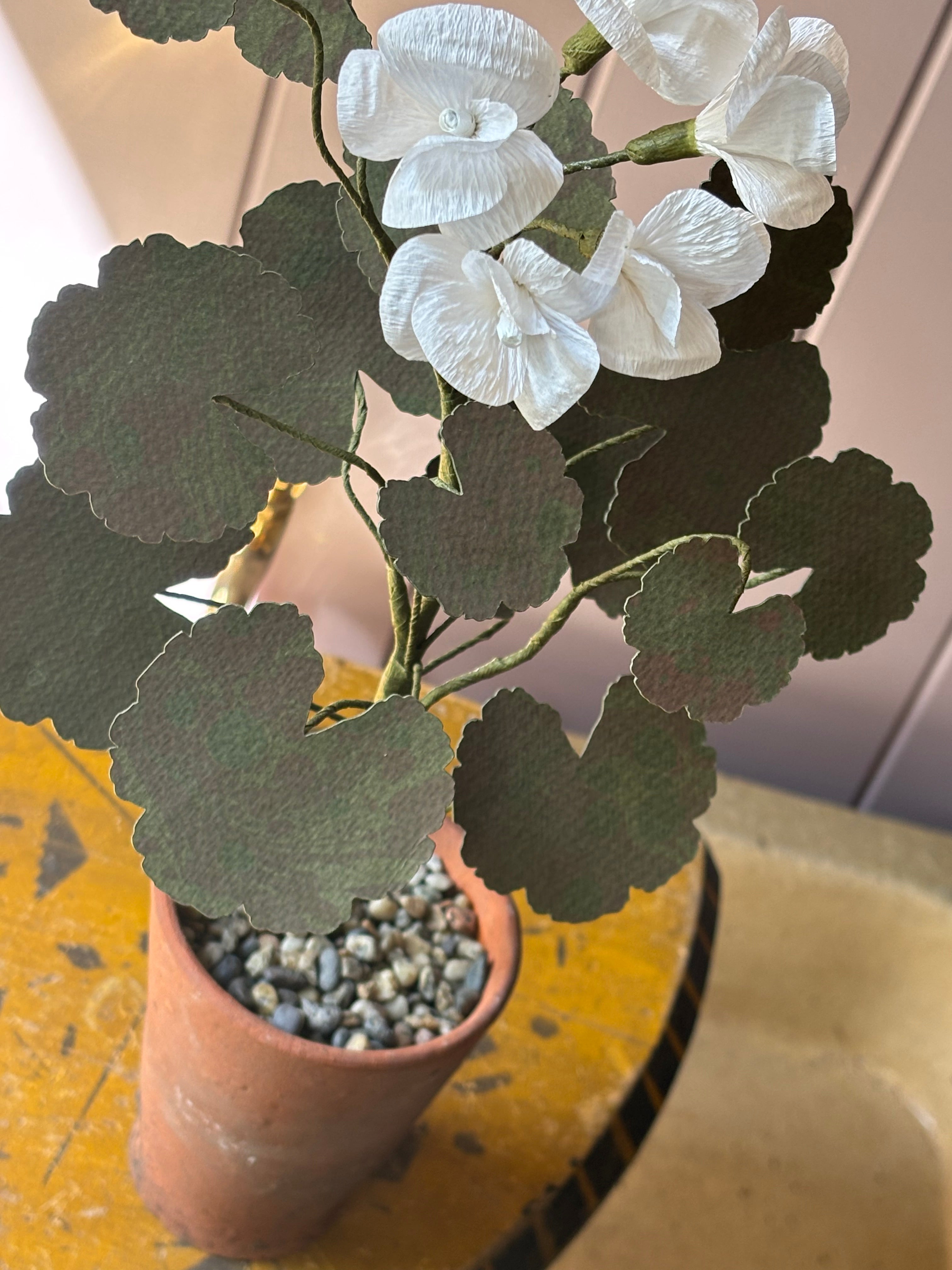 Paper geranium