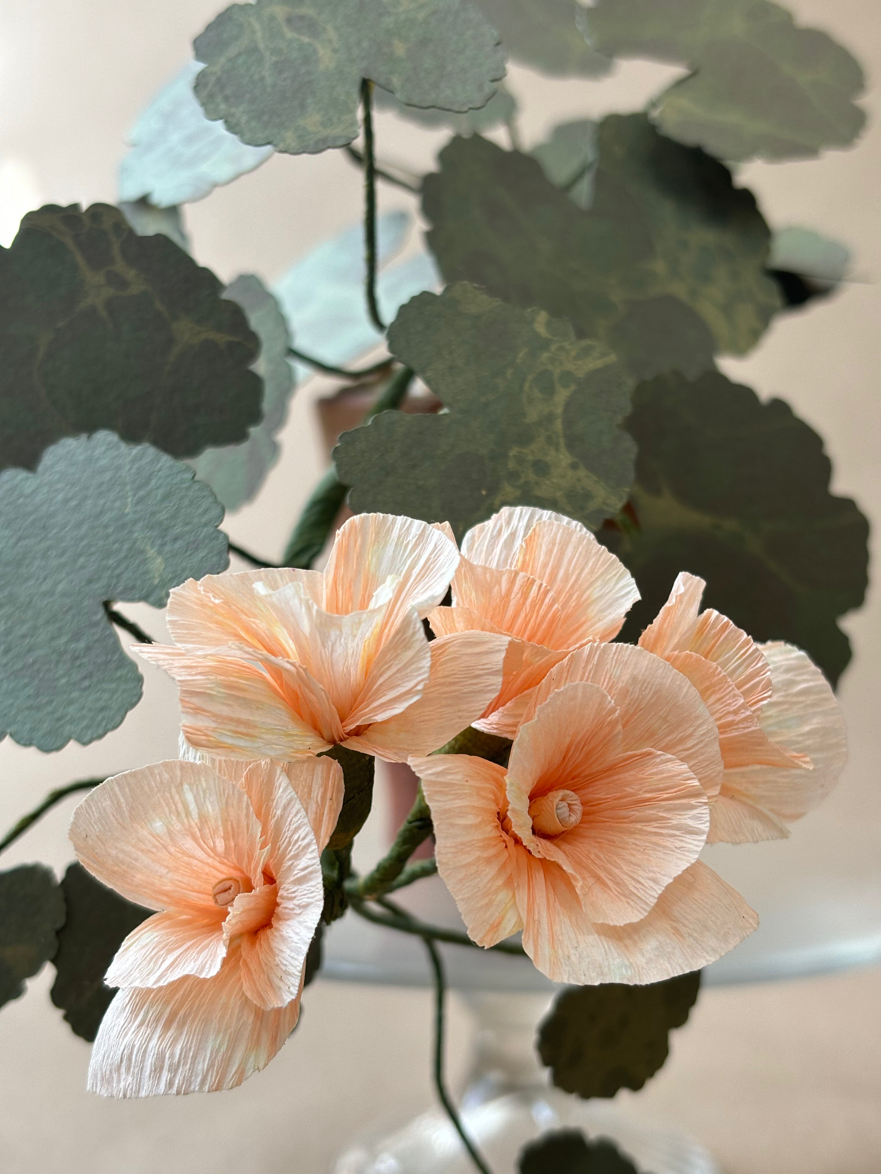 Geranium, trailing