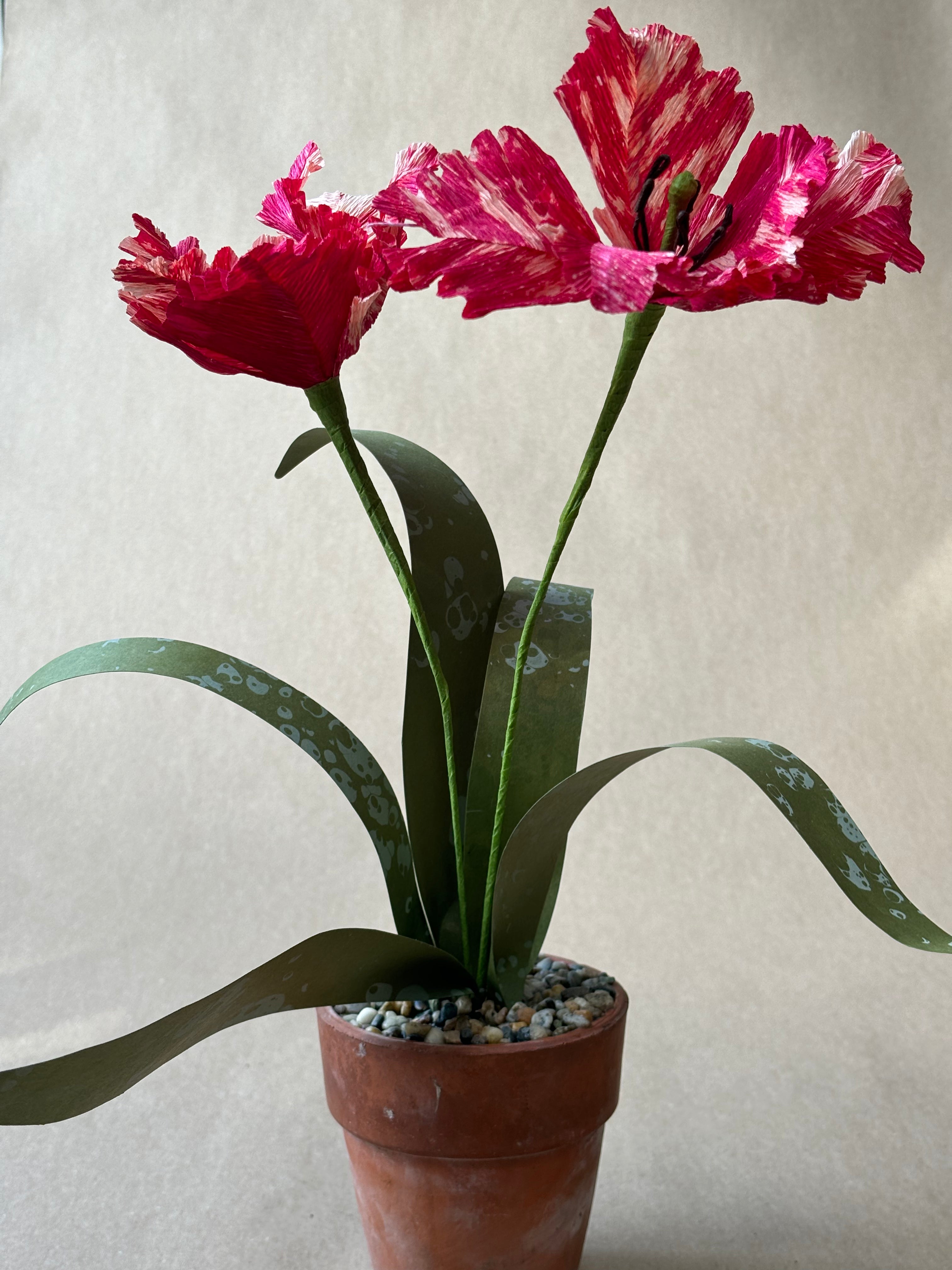 Parrot Tulip
