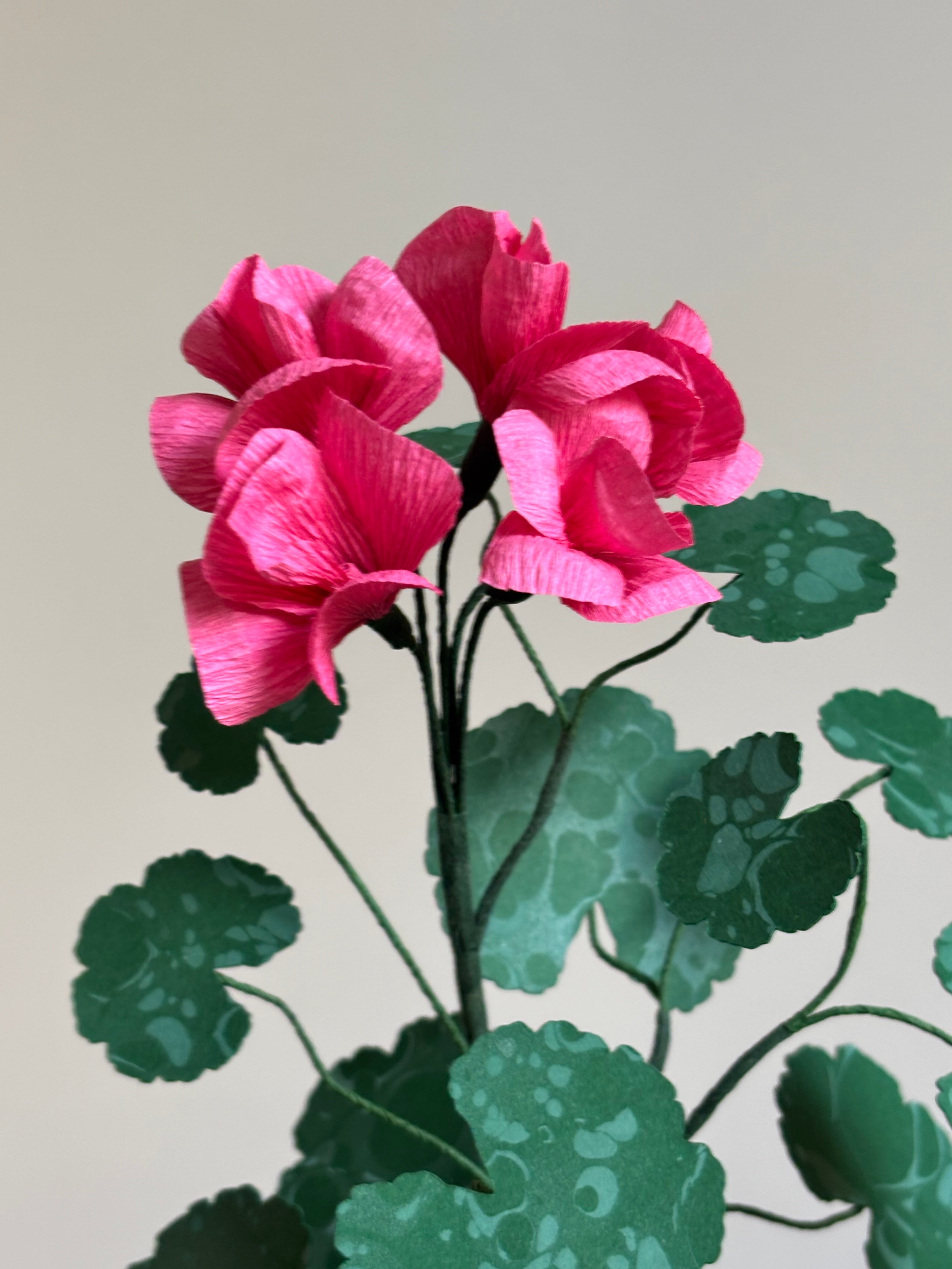 Paper Geranium