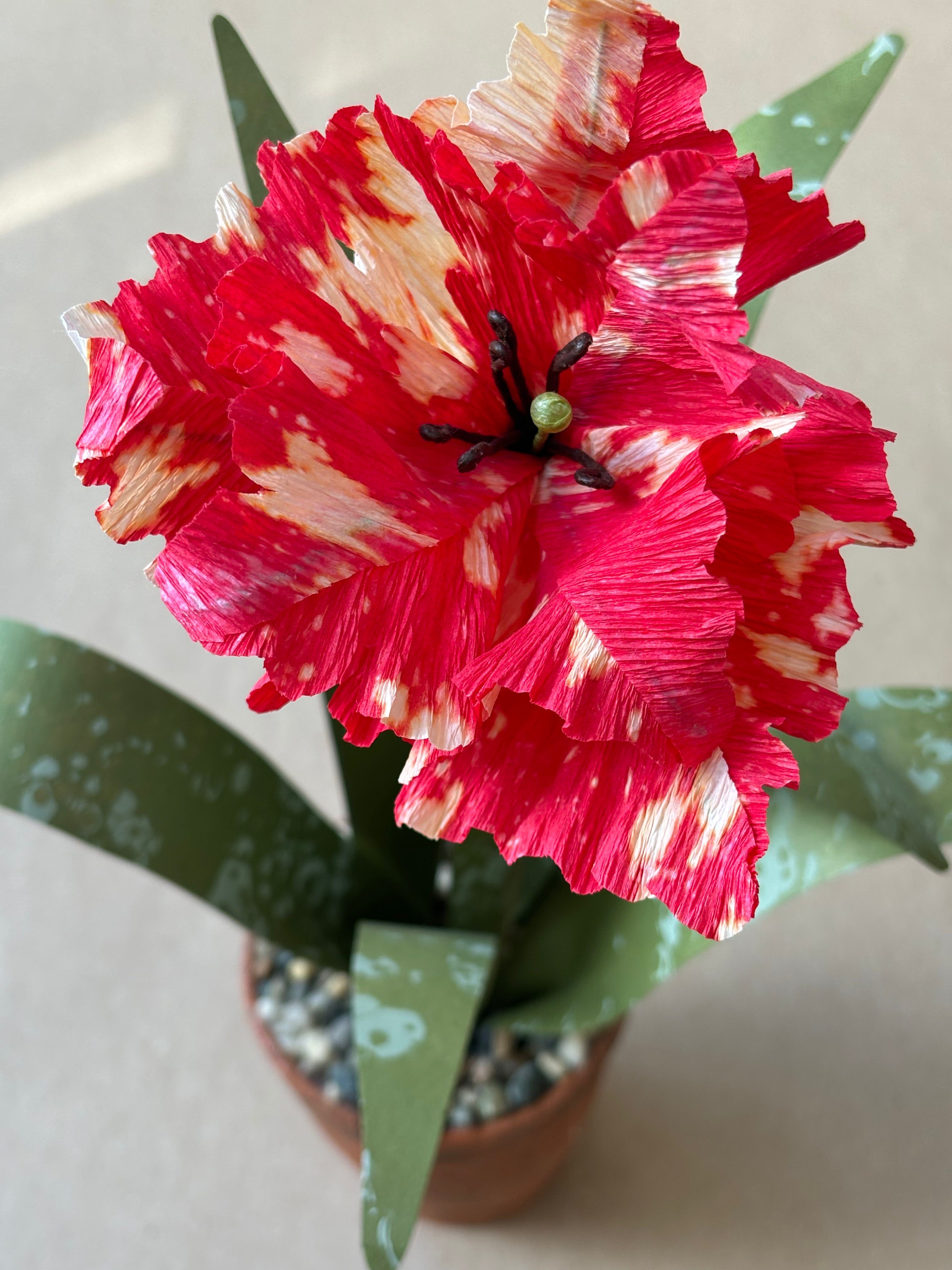 Parrot Tulip