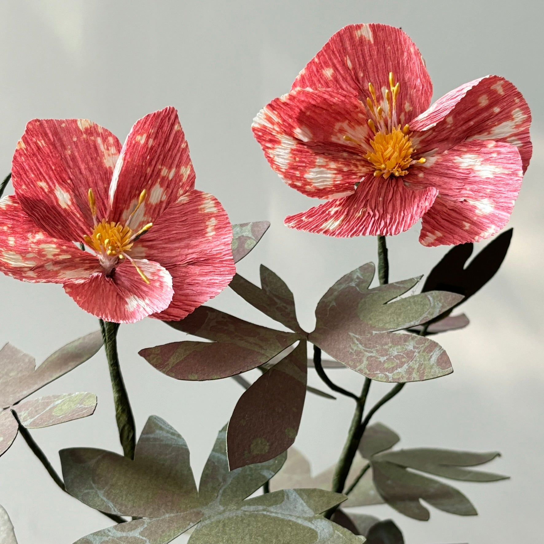Paper Hellebore