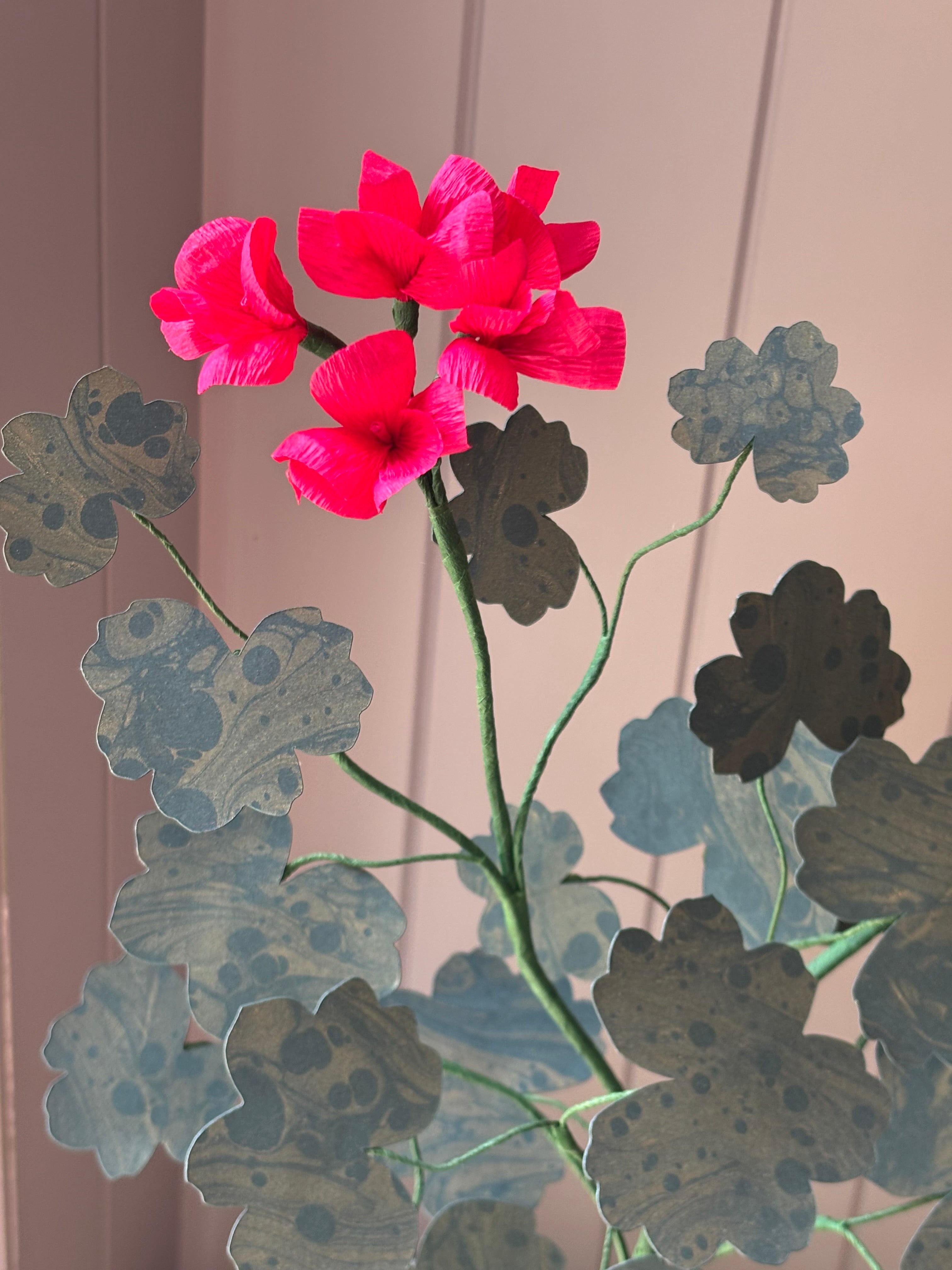 Paper geranium