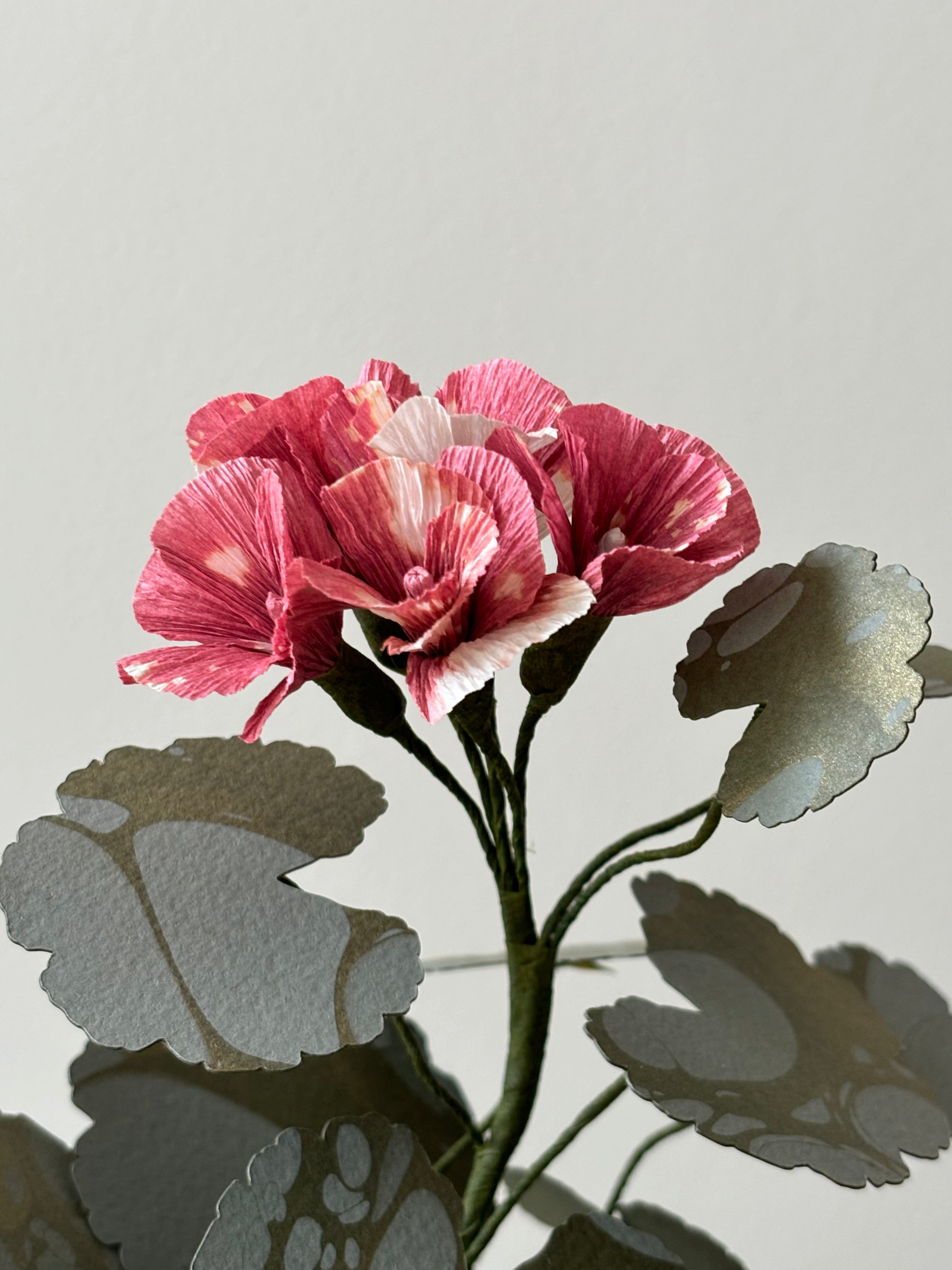 Geranium