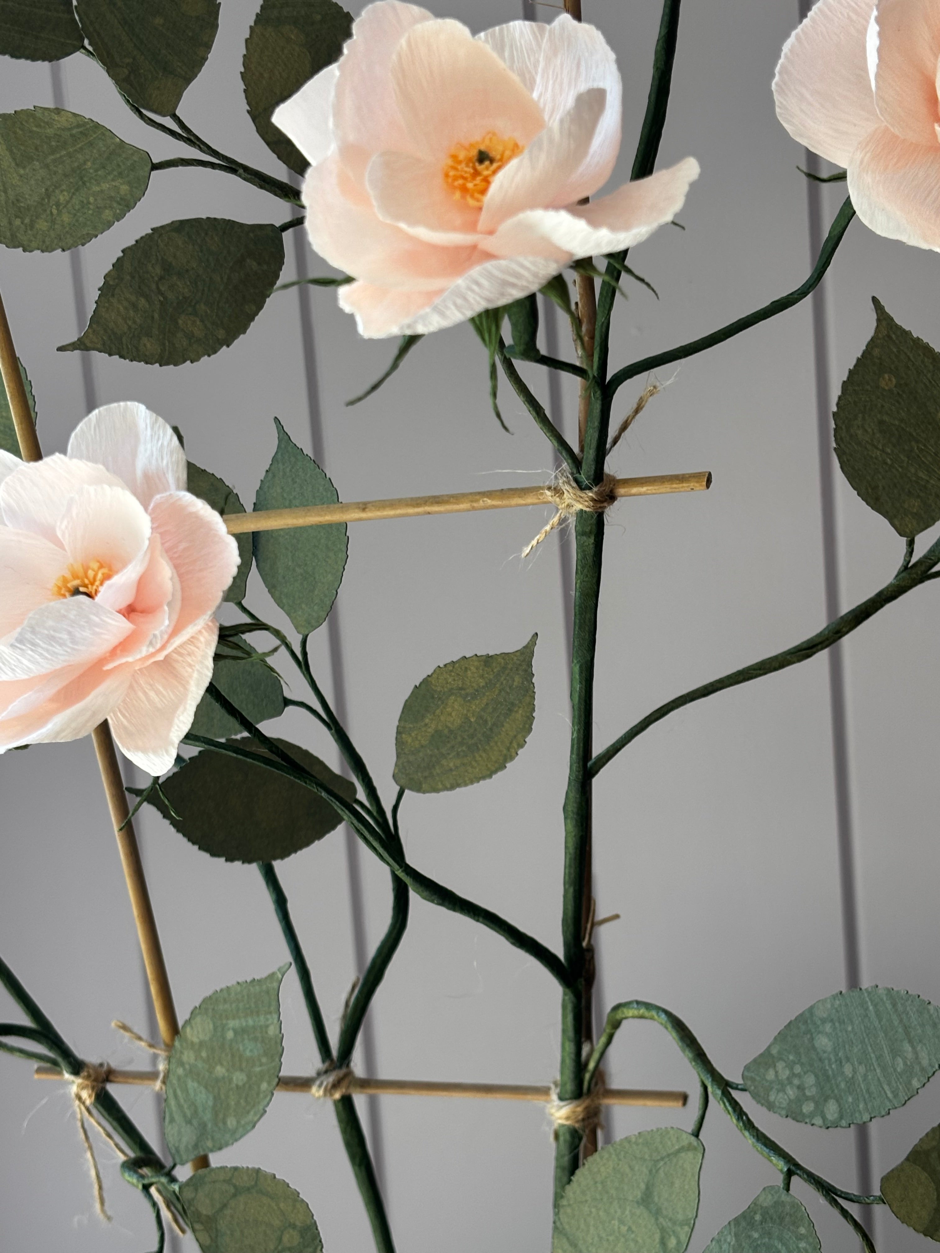 Climbing Rose