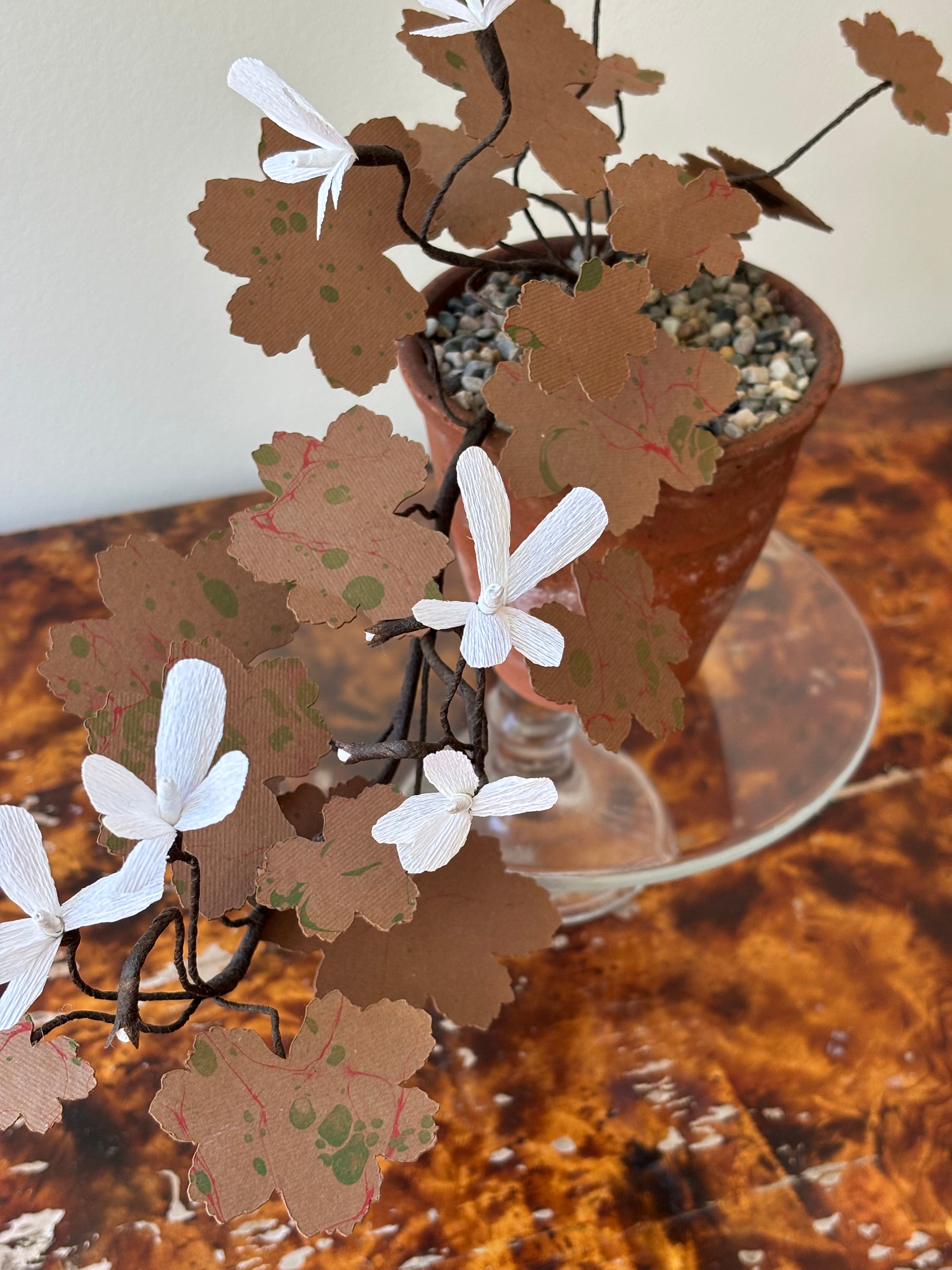 Geranium, trailing