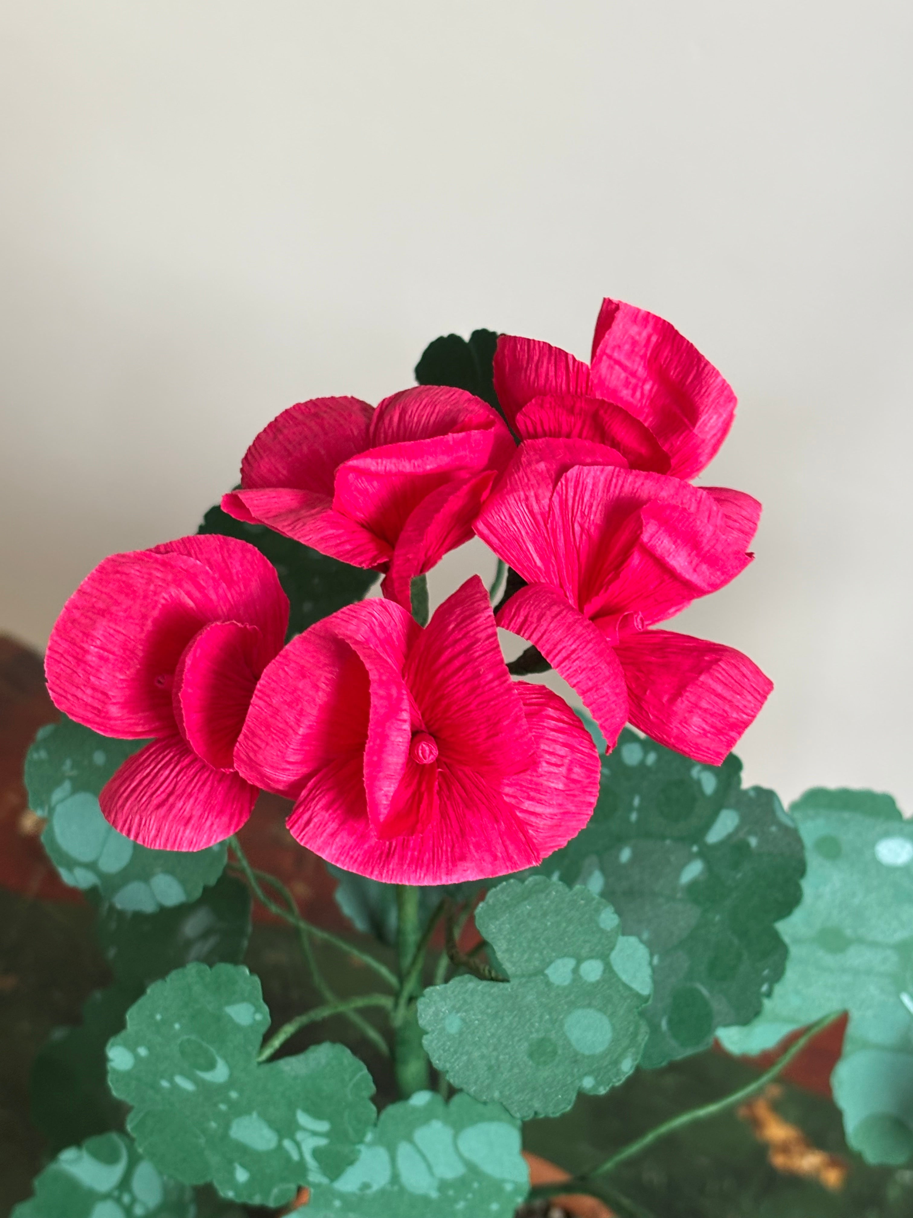 Paper Geranium