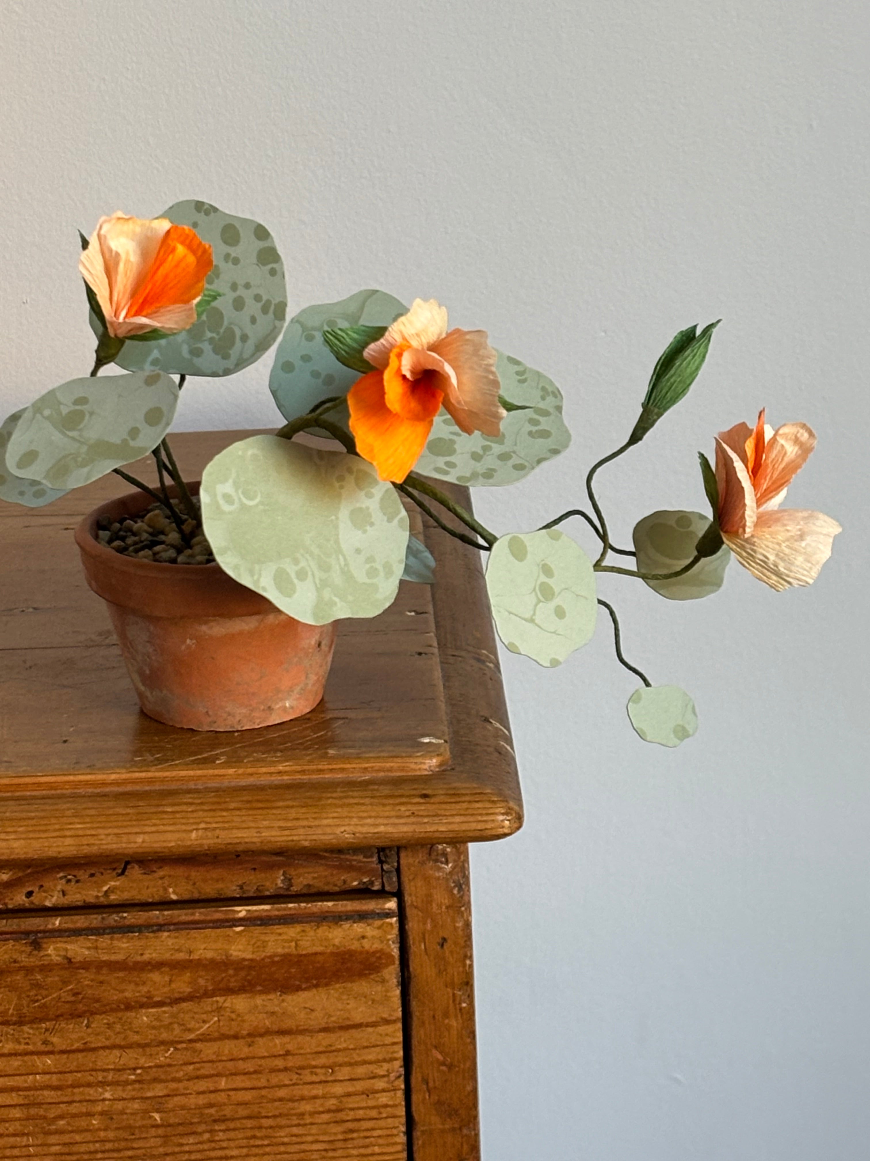 Nasturtium, trailing mini