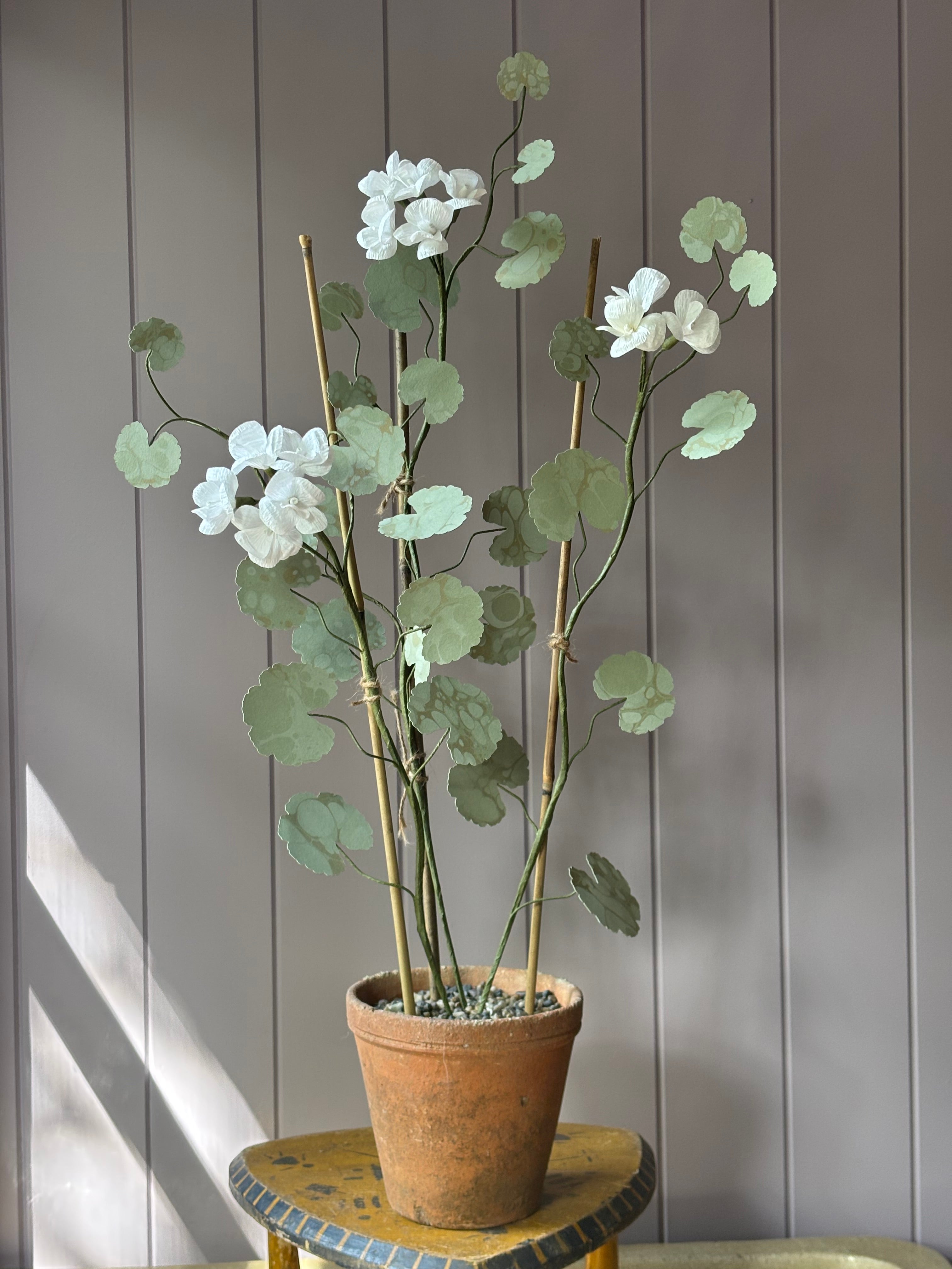 Paper geranium
