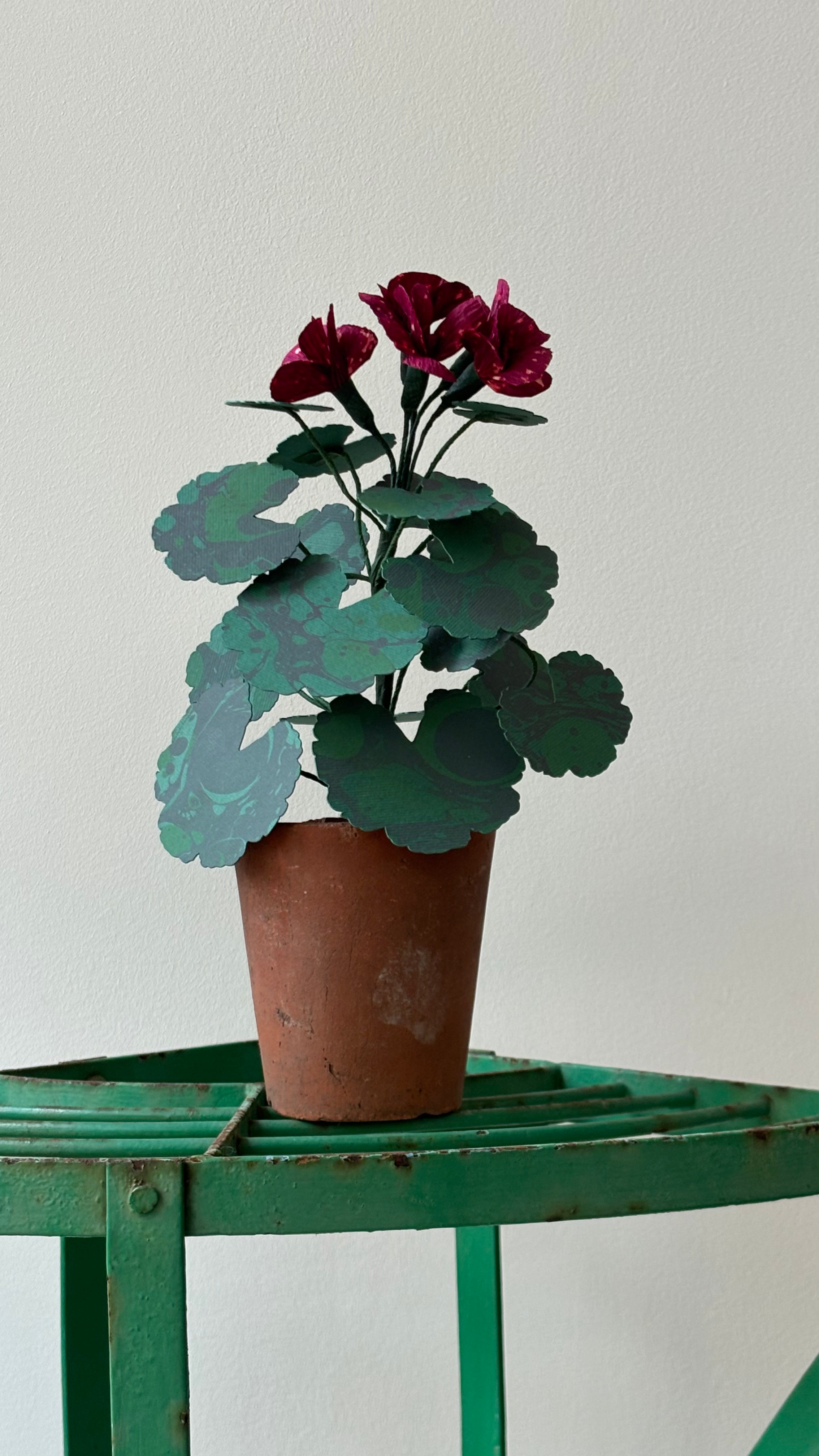 Geranium