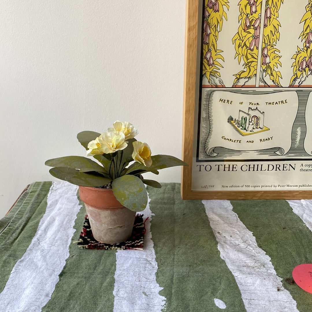 Paper primrose
