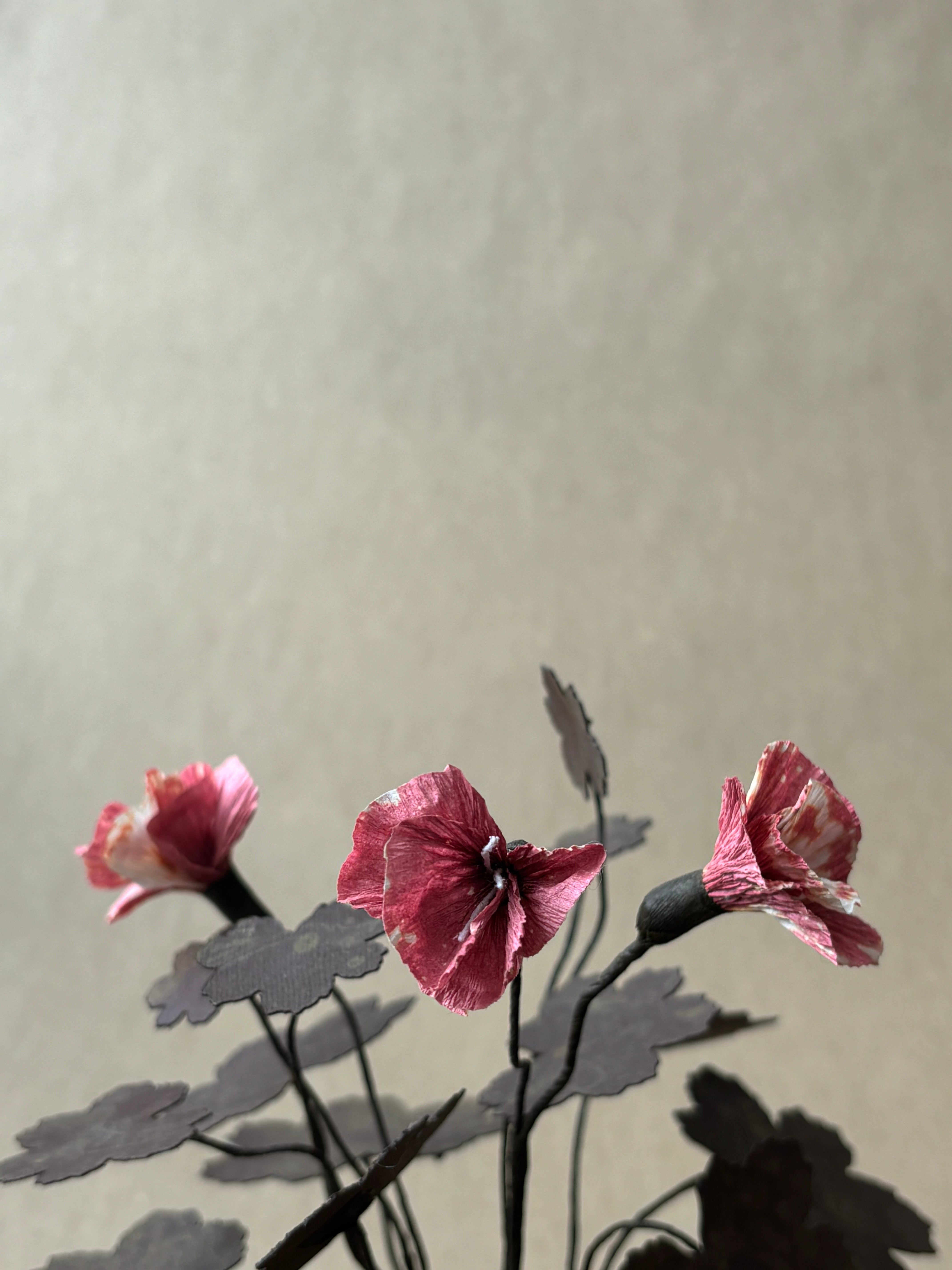 Geranium, Hardy small
