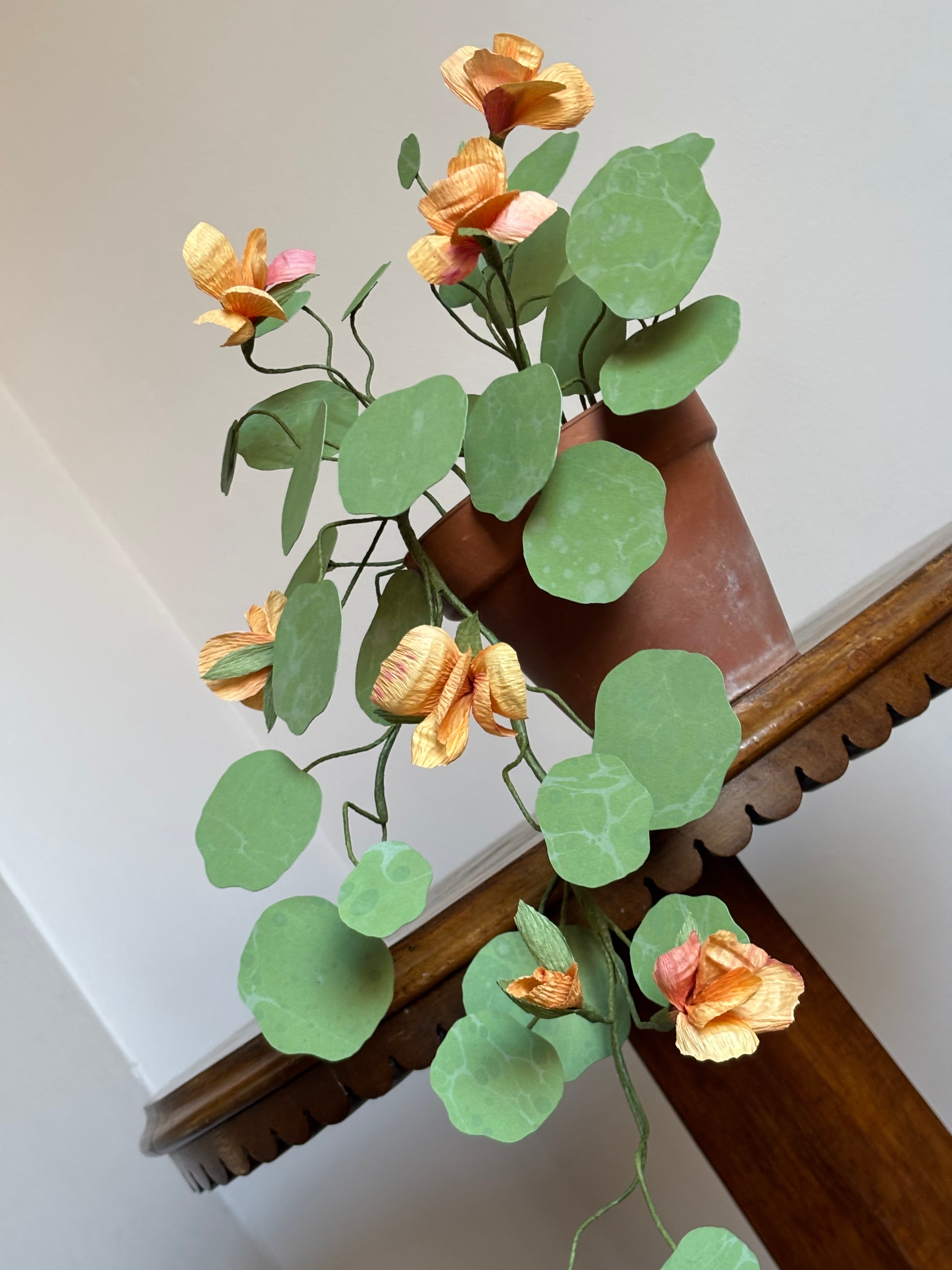 Nasturtium, trailing