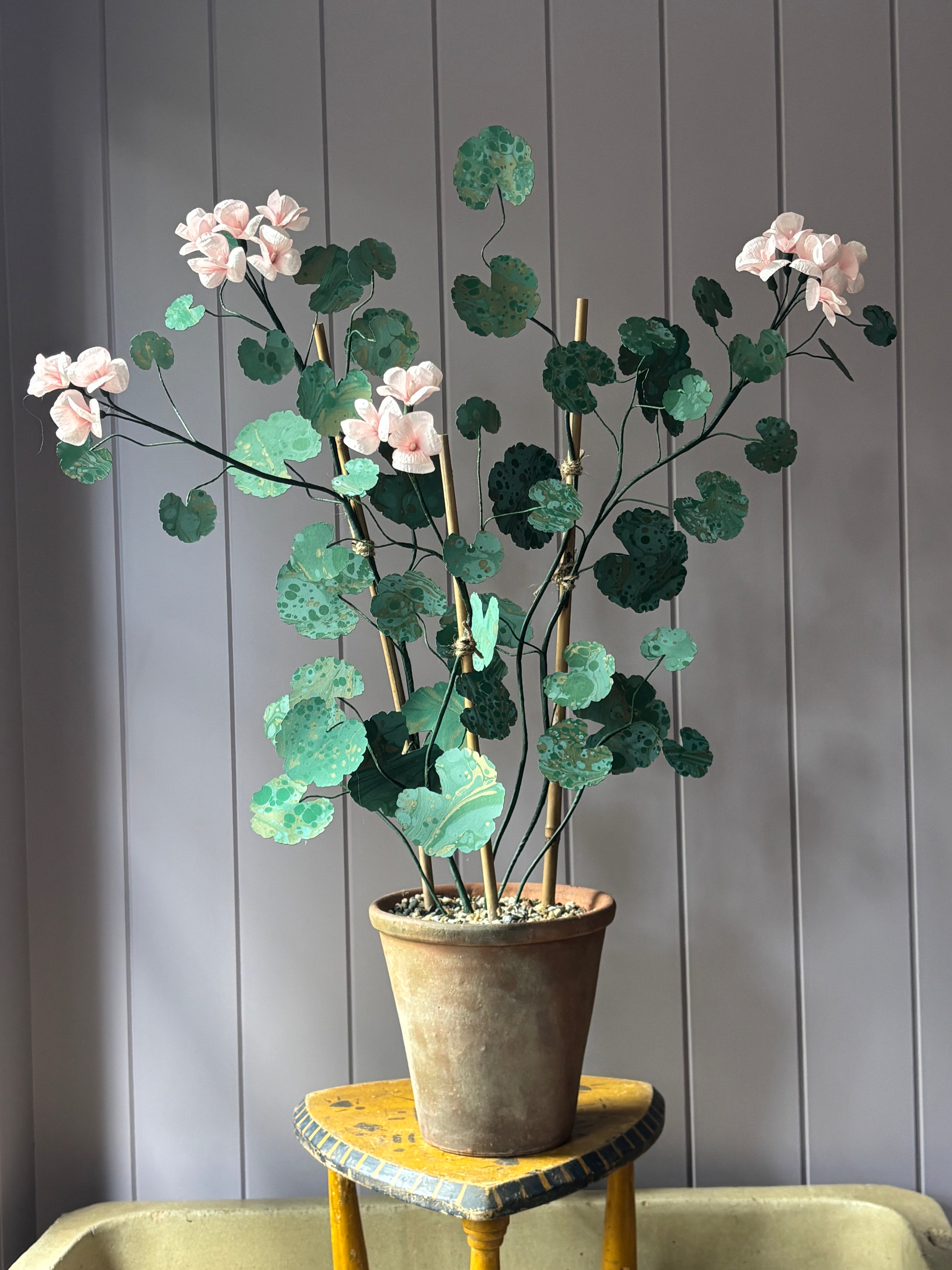 Paper geranium
