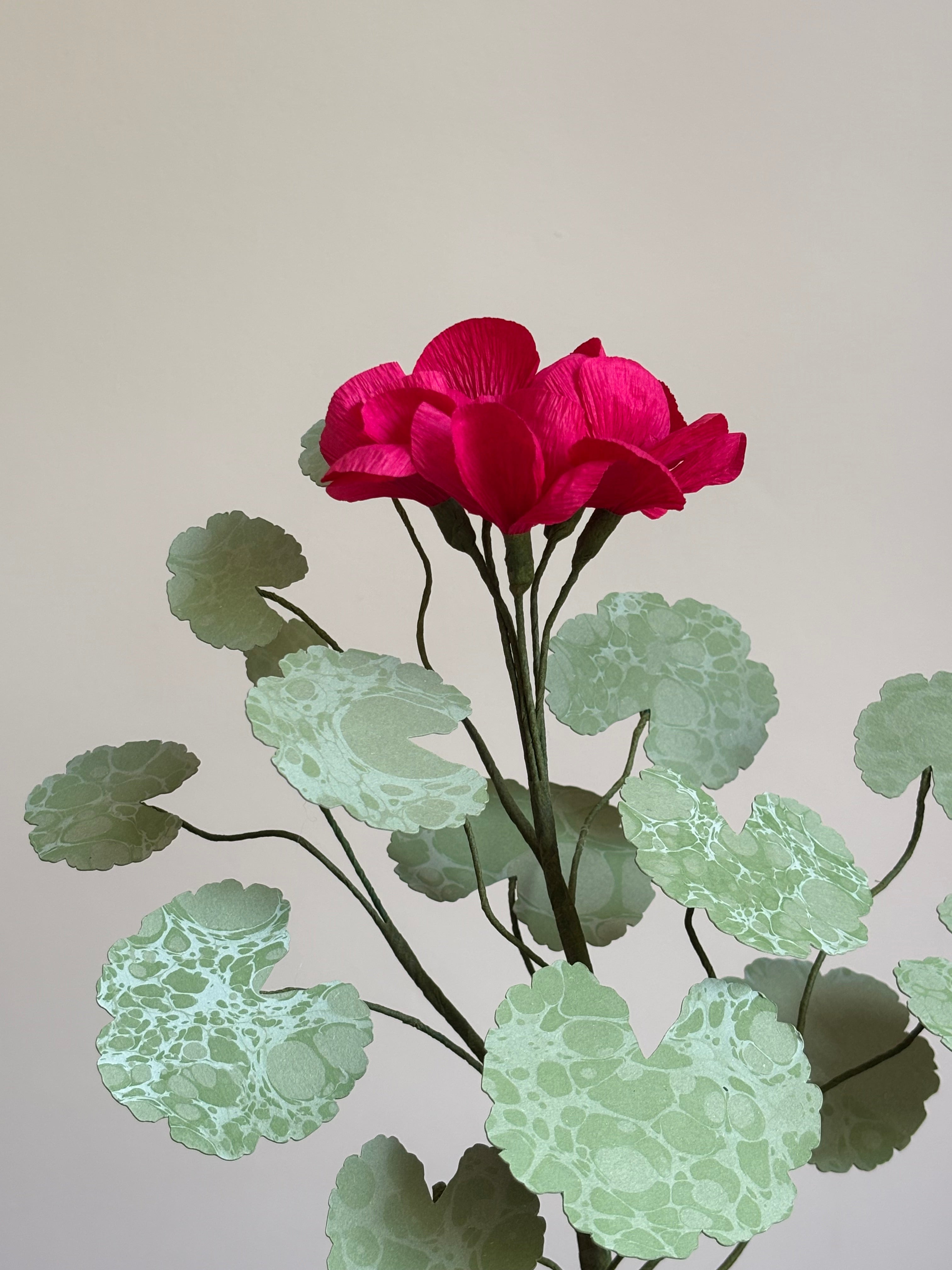 Paper Geranium