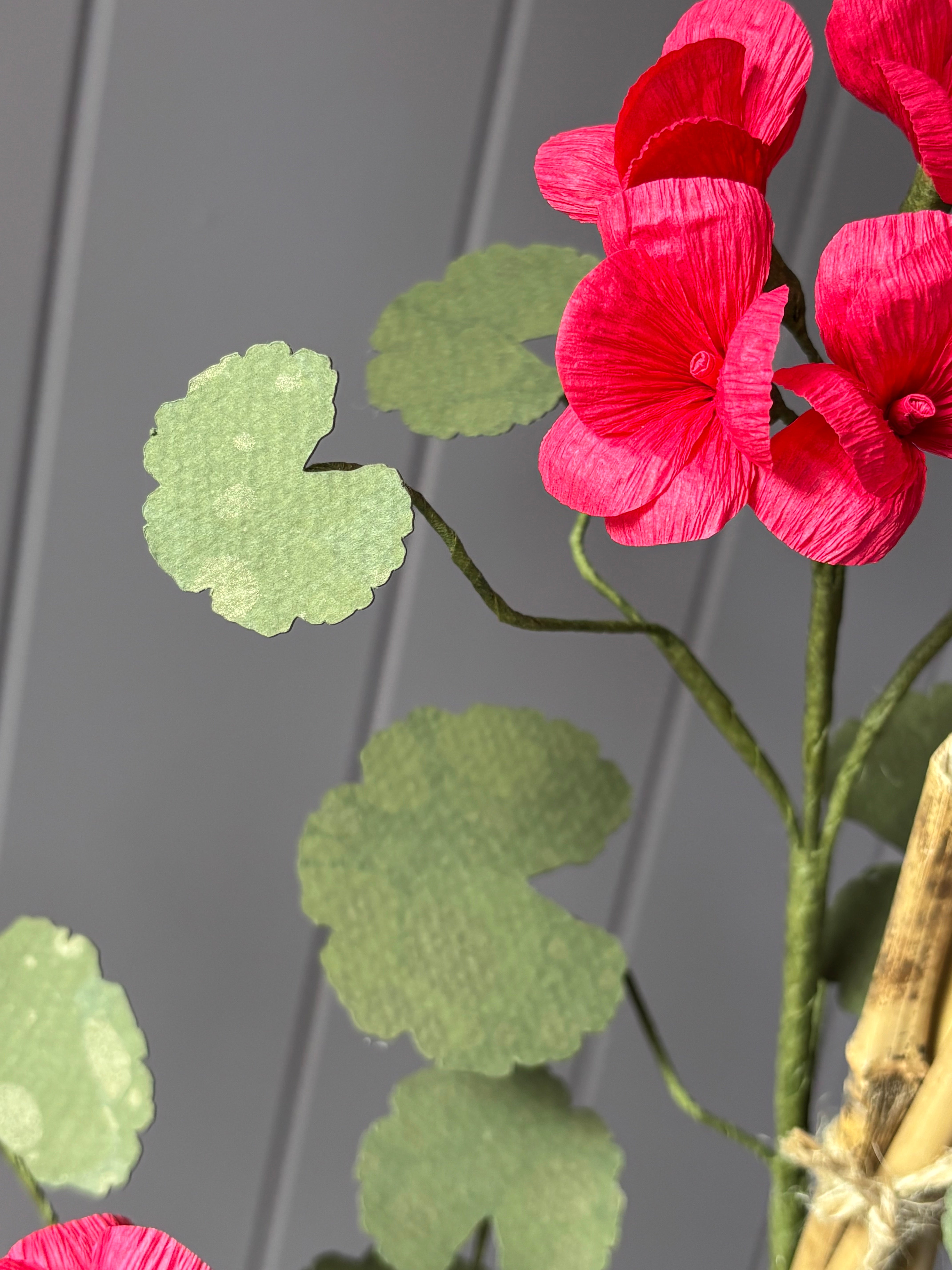 Paper geranium