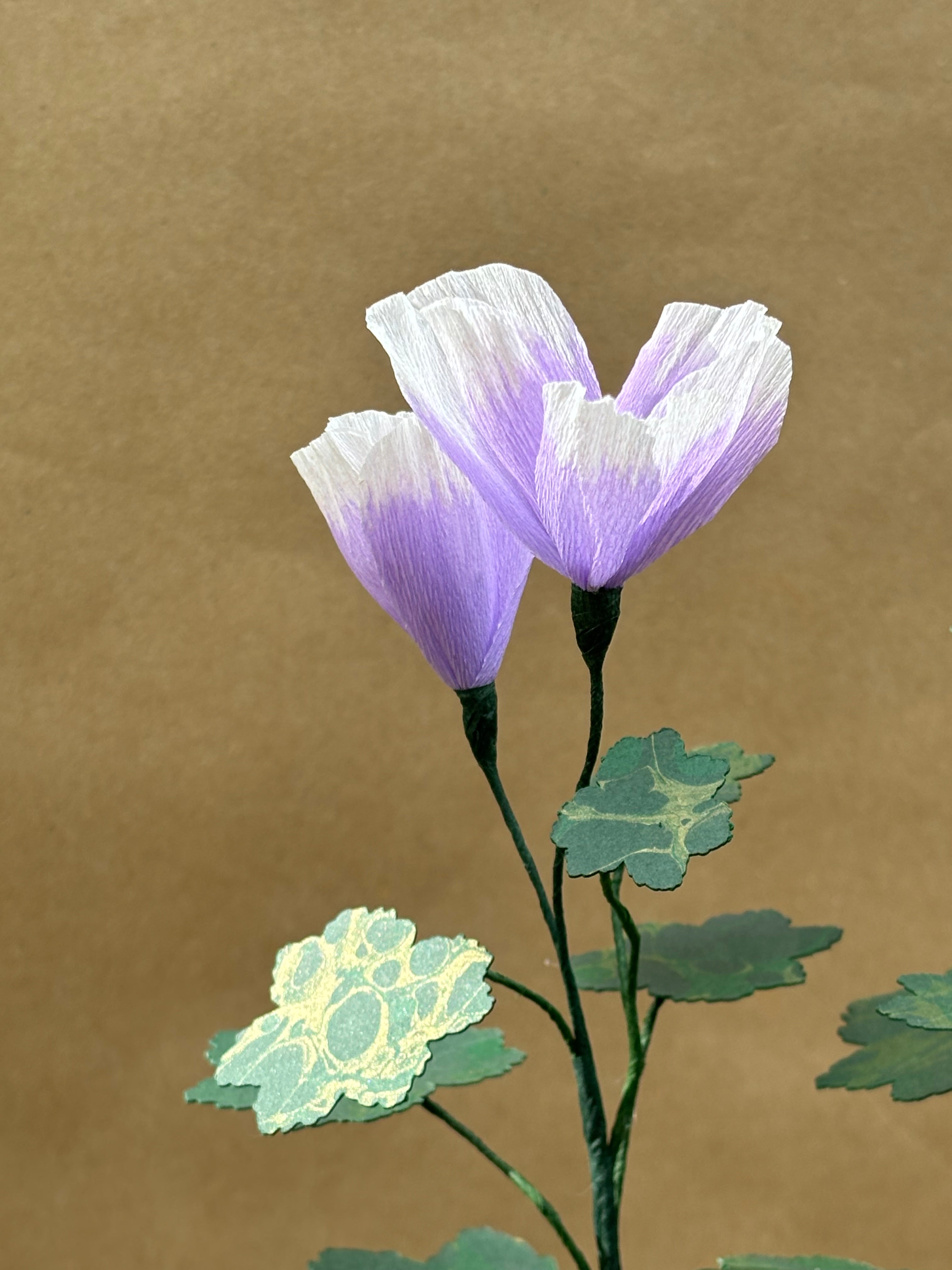 Paper Geranium