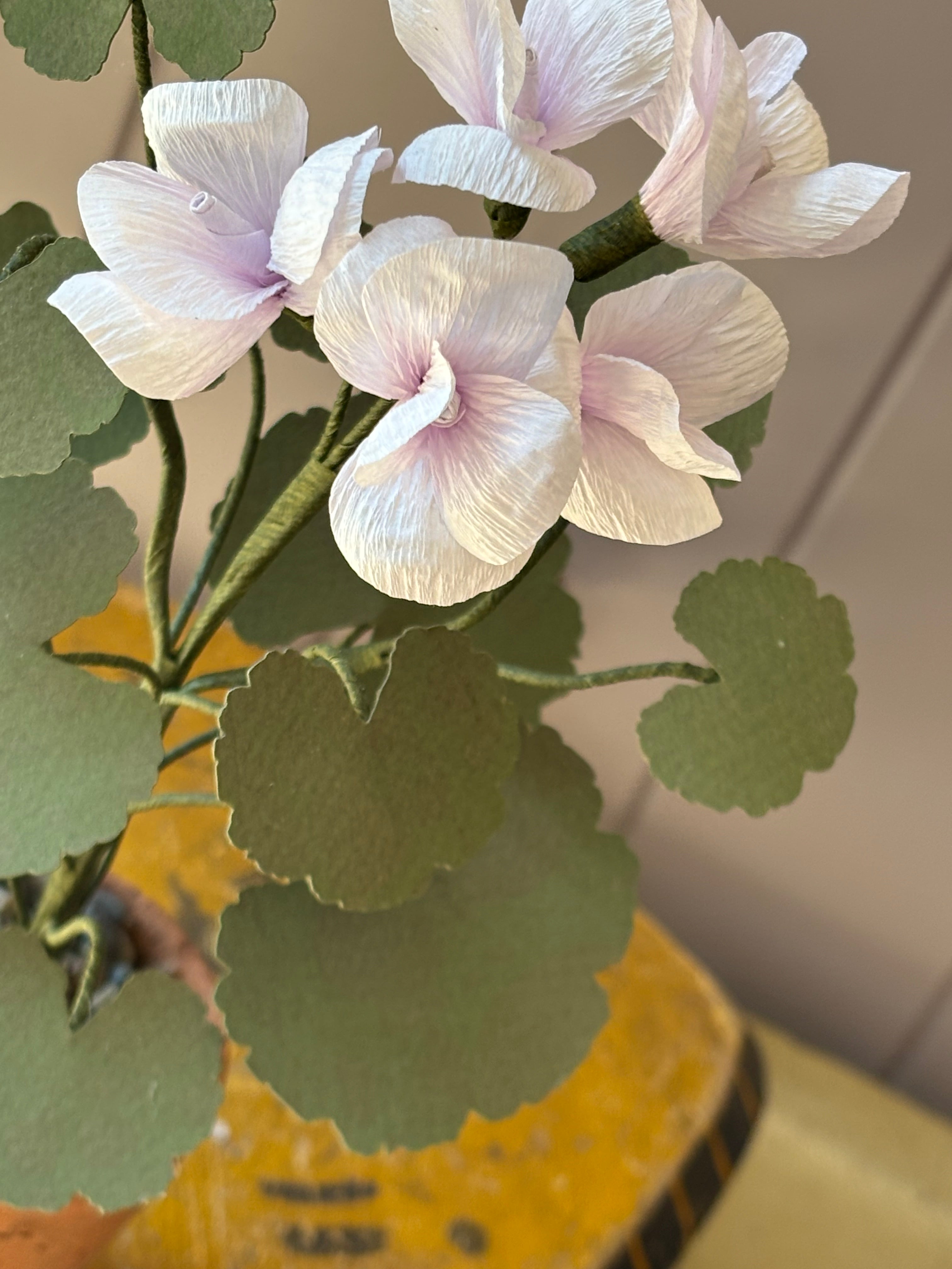 Paper geranium