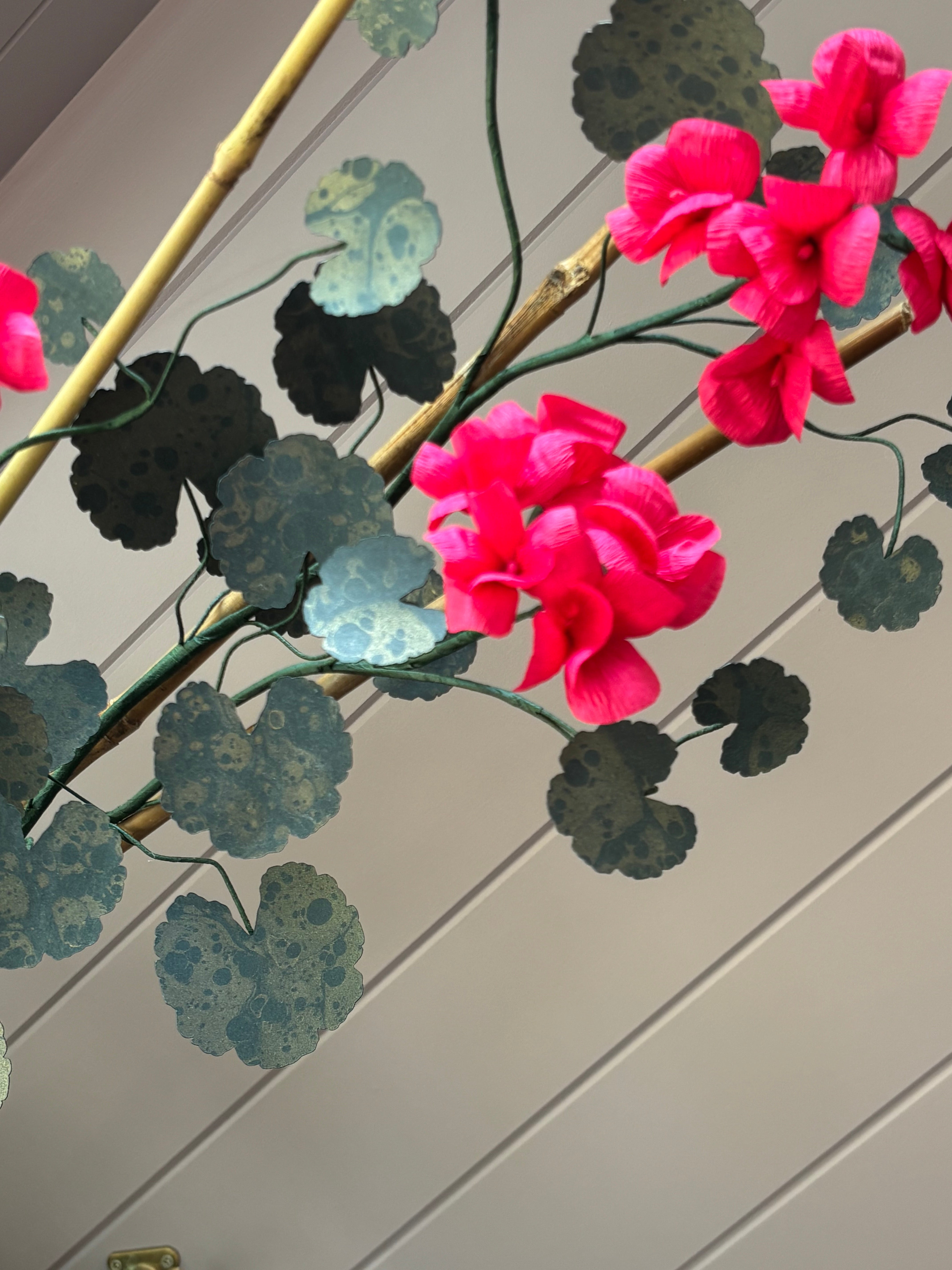 Paper geranium