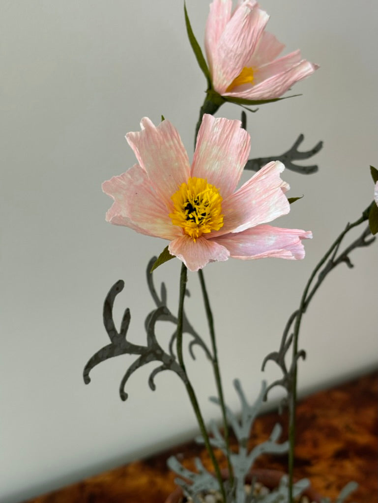 Cosmos