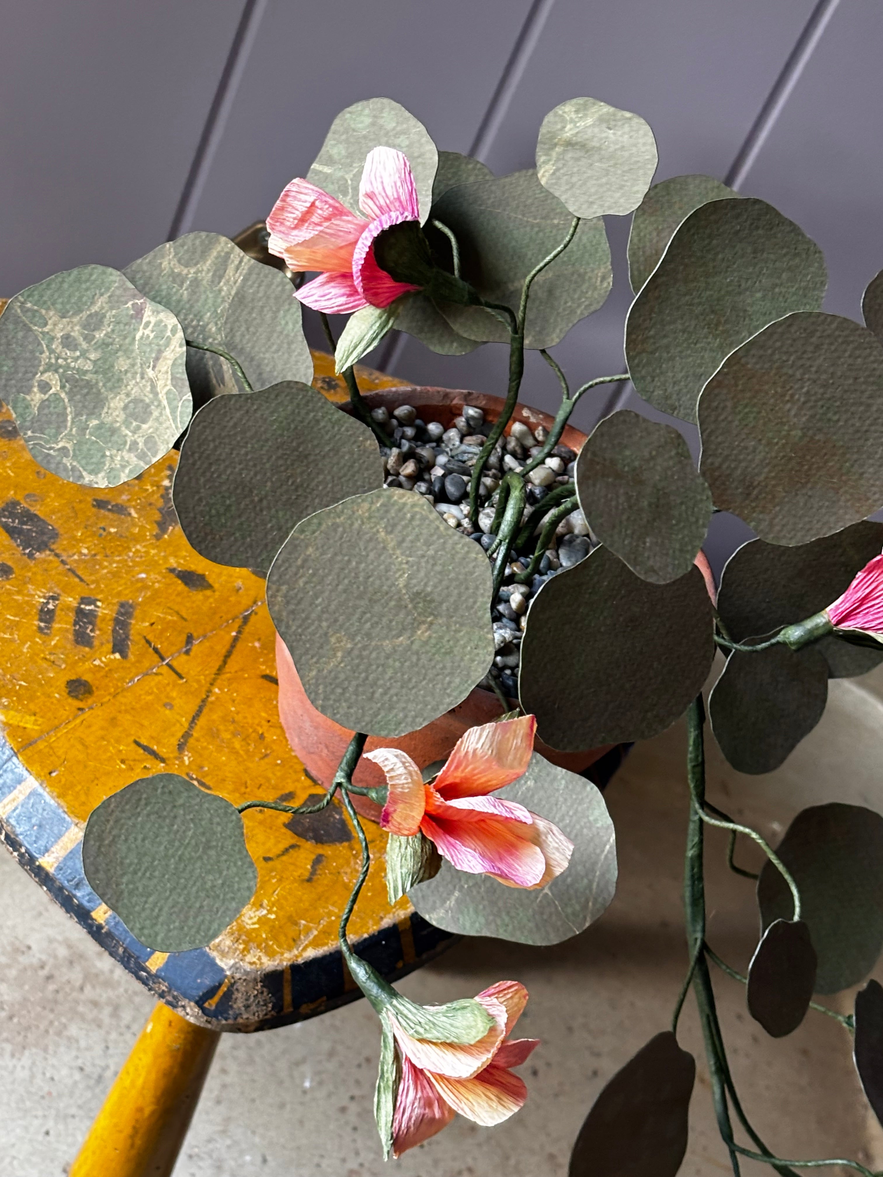 Paper Nasturtium, trailing