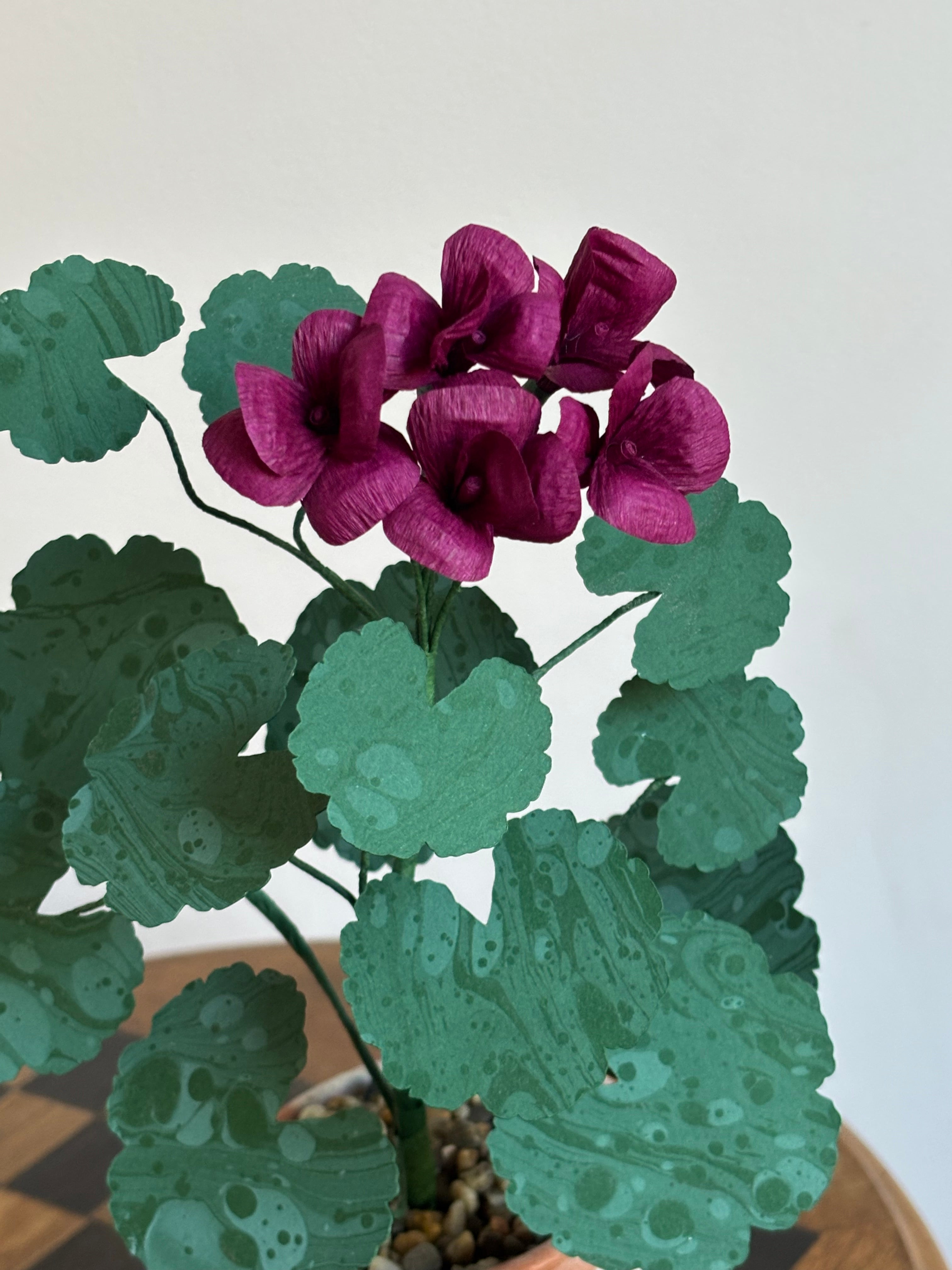 Paper Geranium