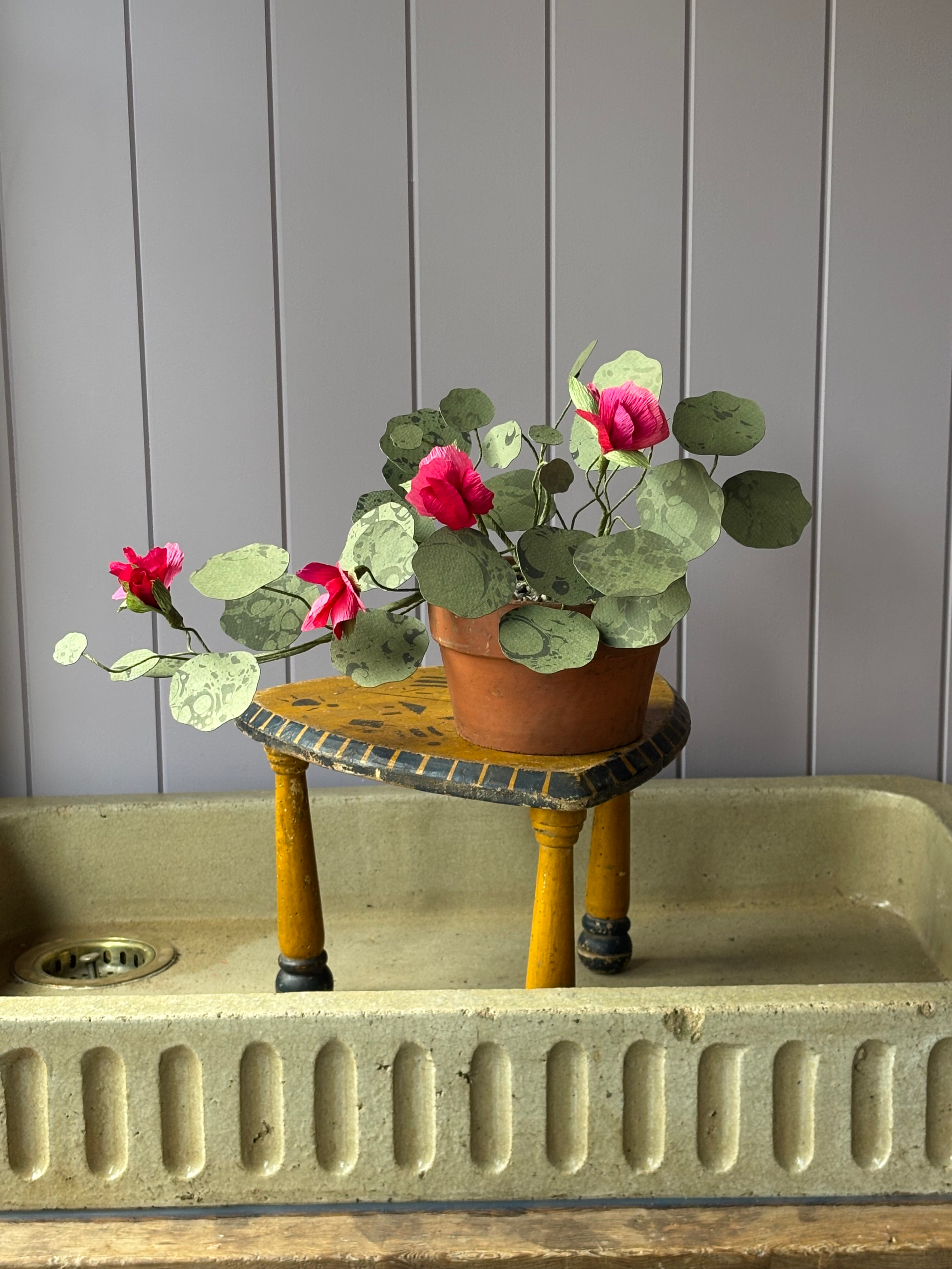 Nasturtium, trailing
