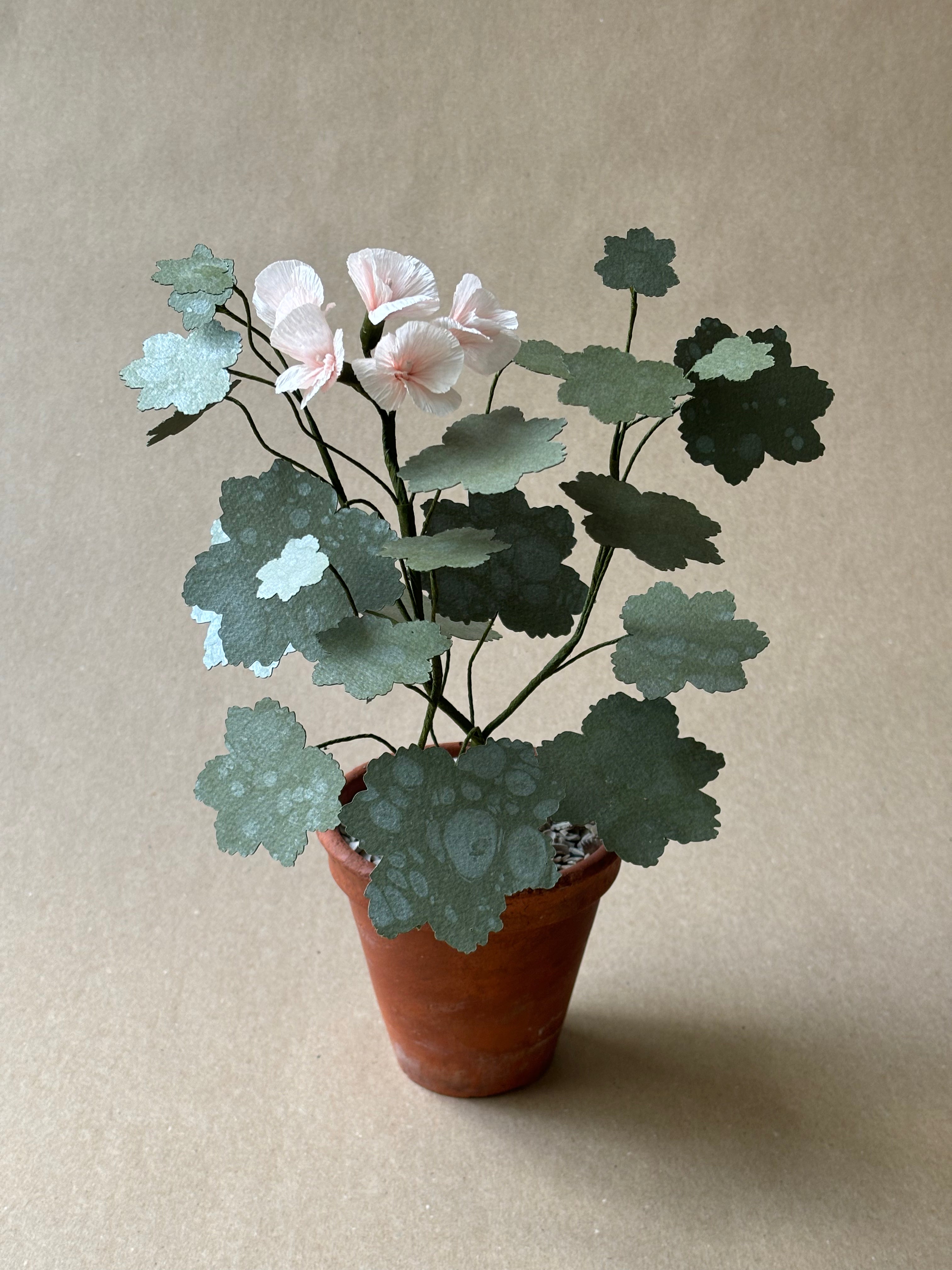 Geranium