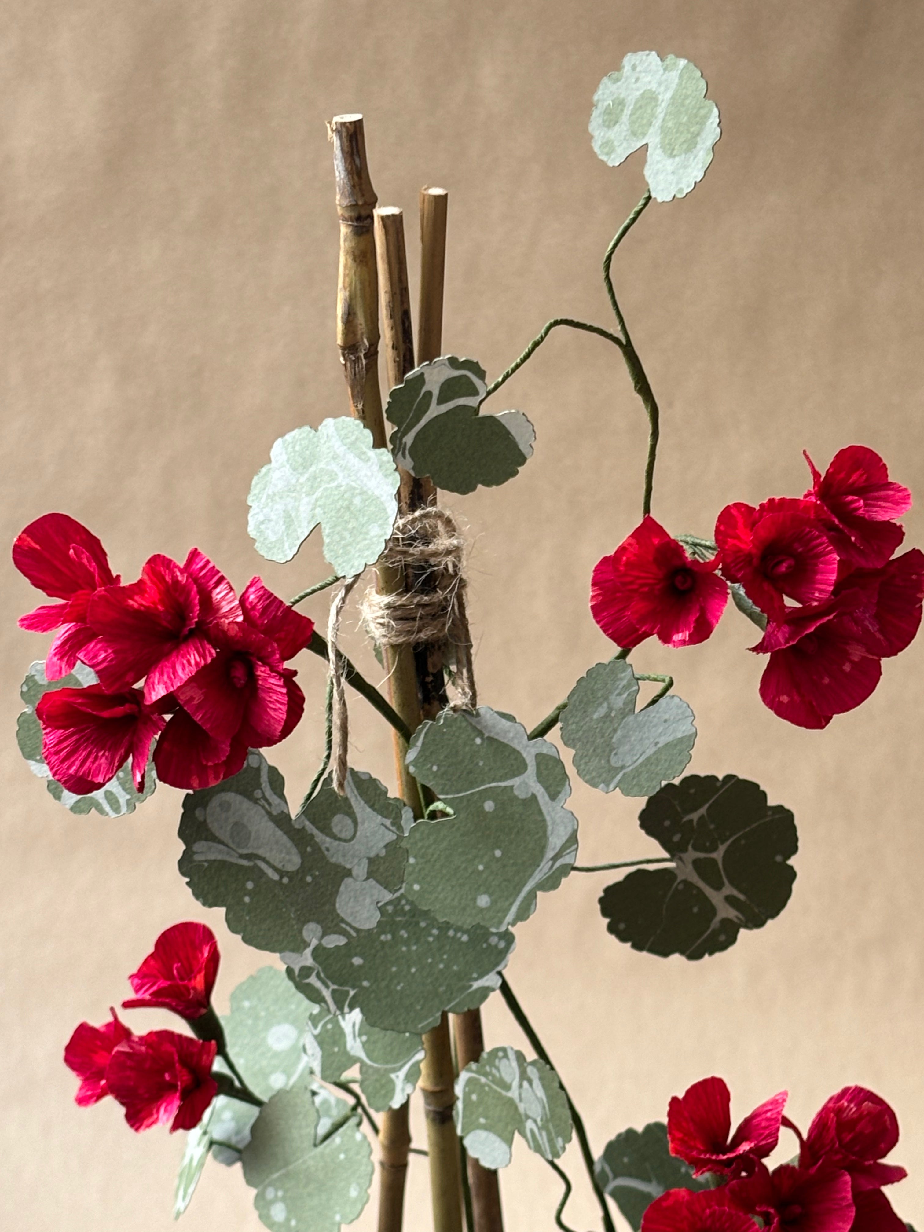 Geranium *COLLECTION or SPECIALIST COURIER ONLY*