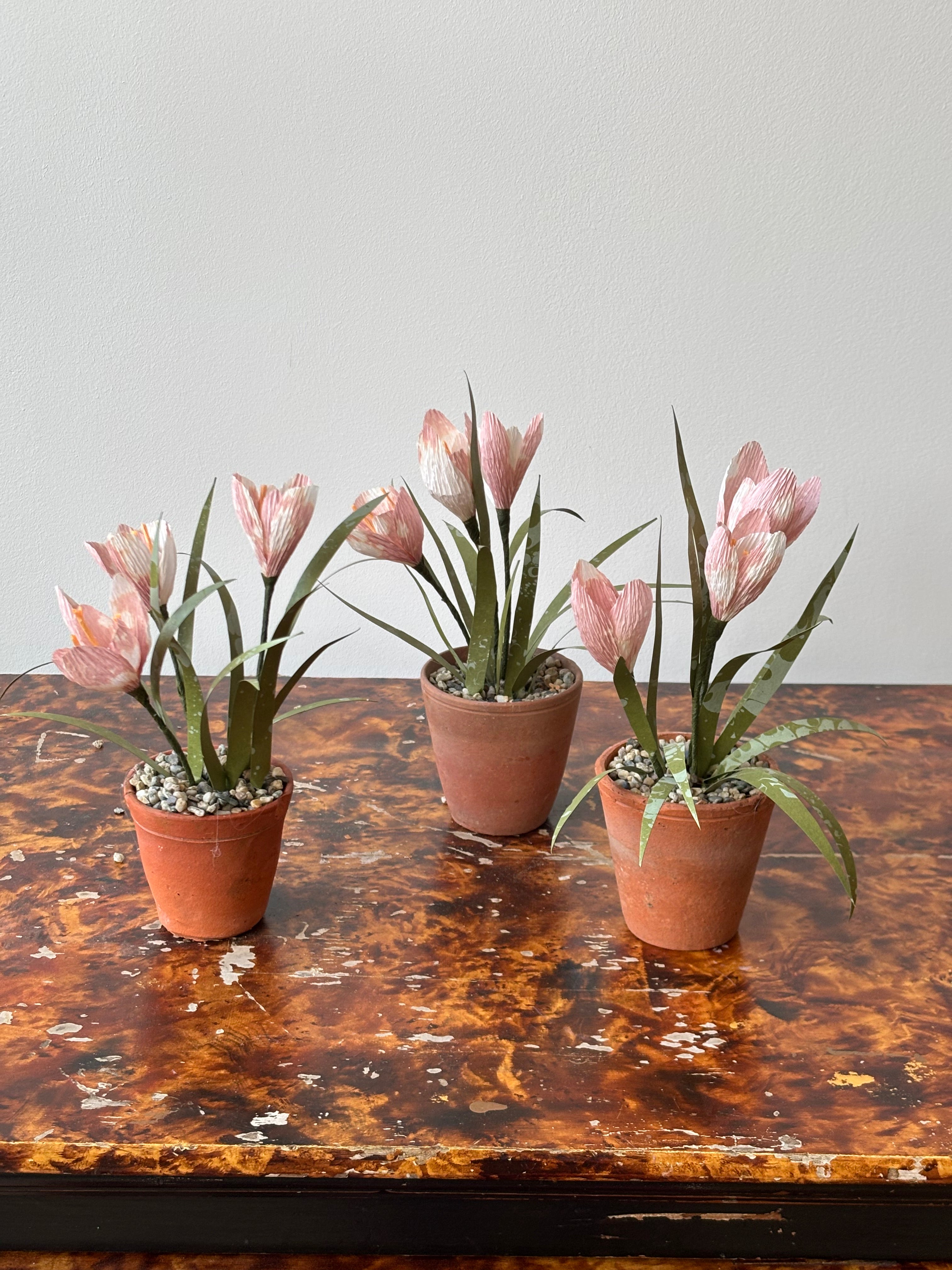 Paper crocus