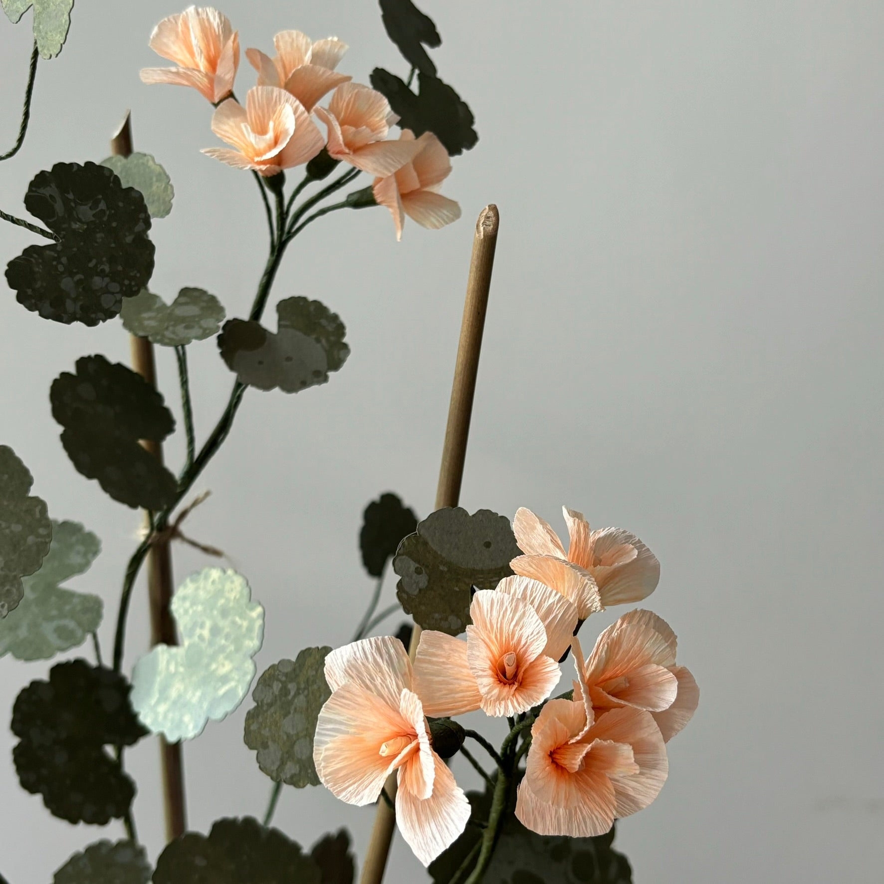 Paper Geranium