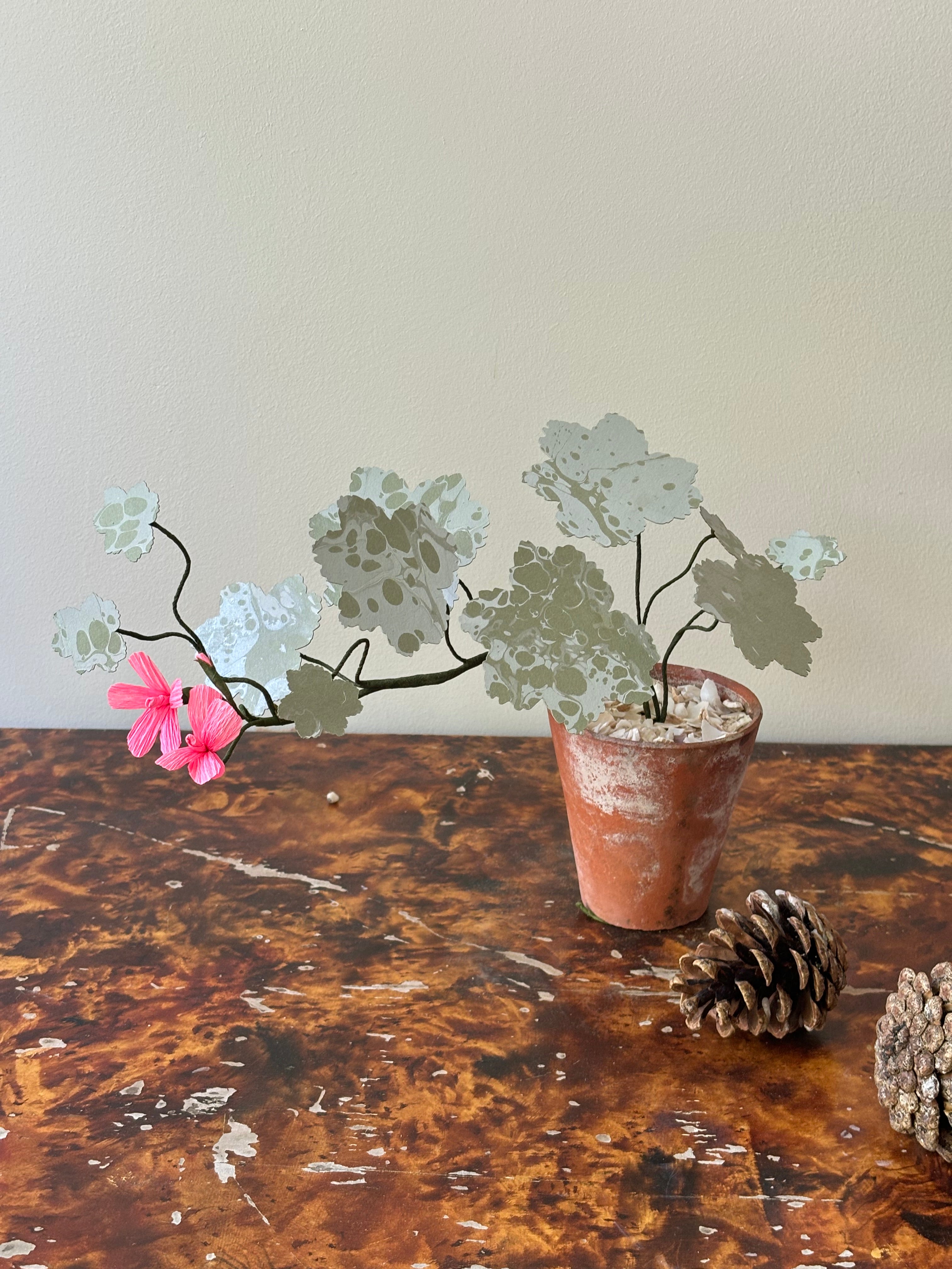 Geranium, trailing
