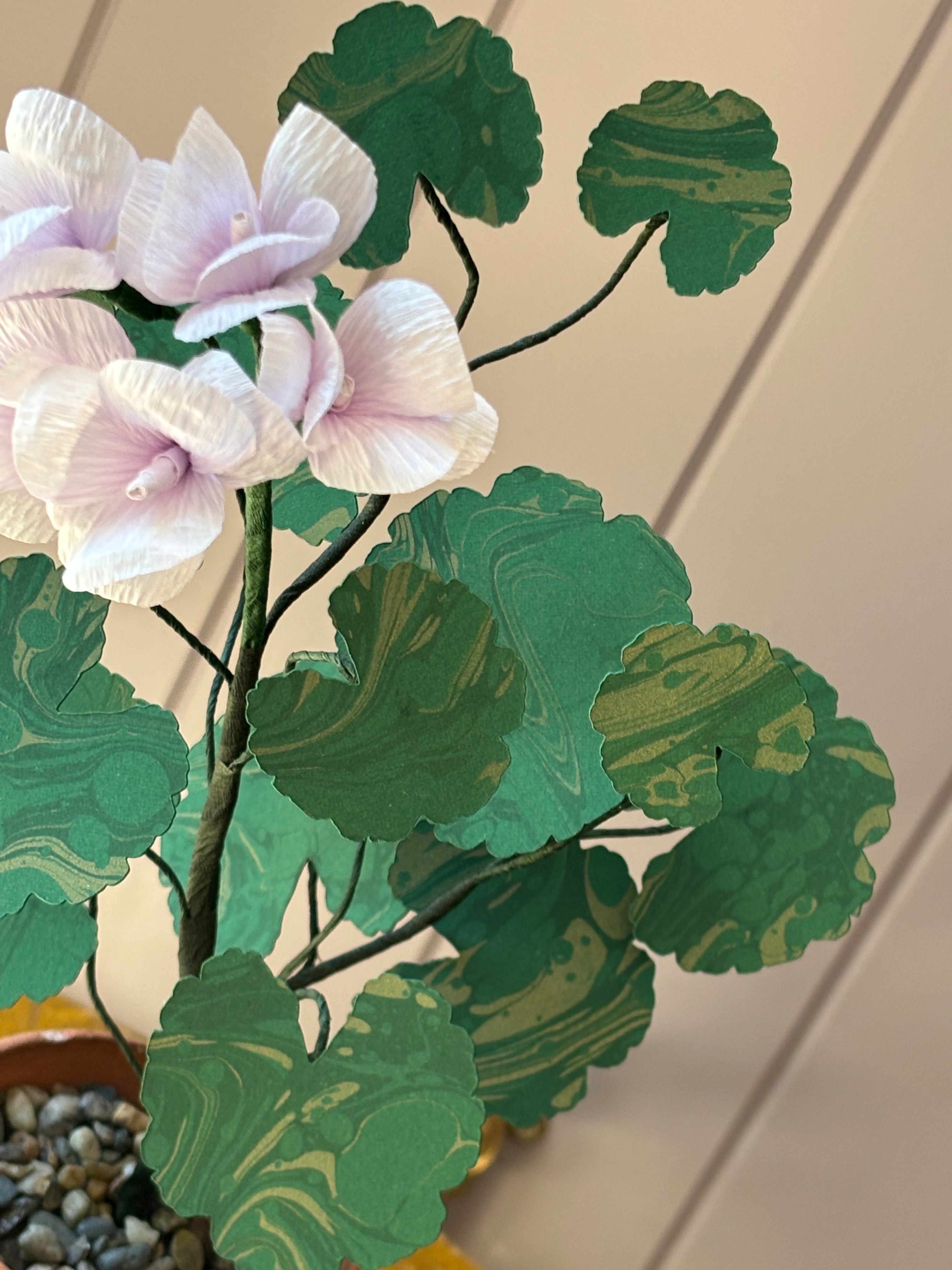 Paper geranium