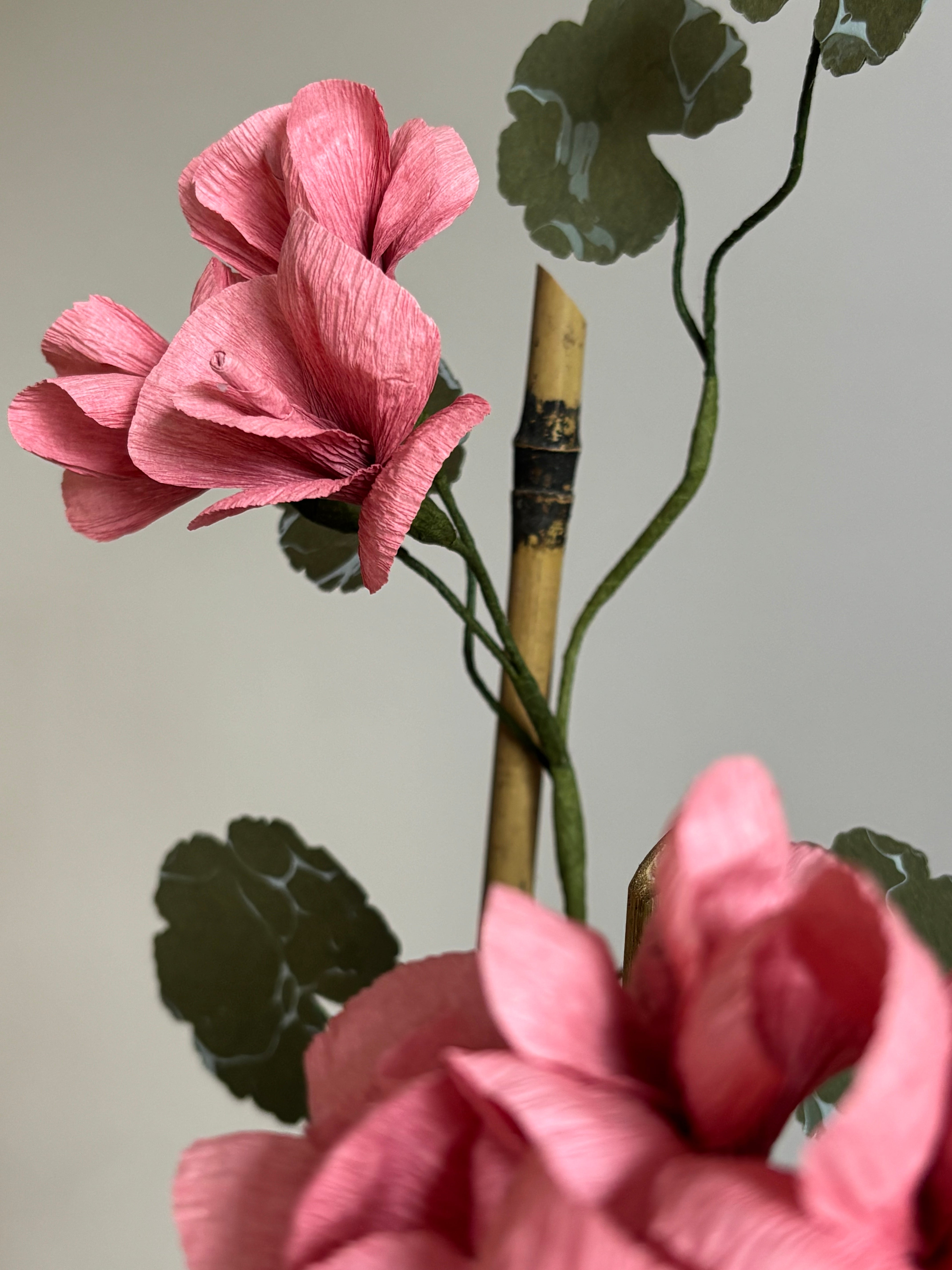 Paper Geranium