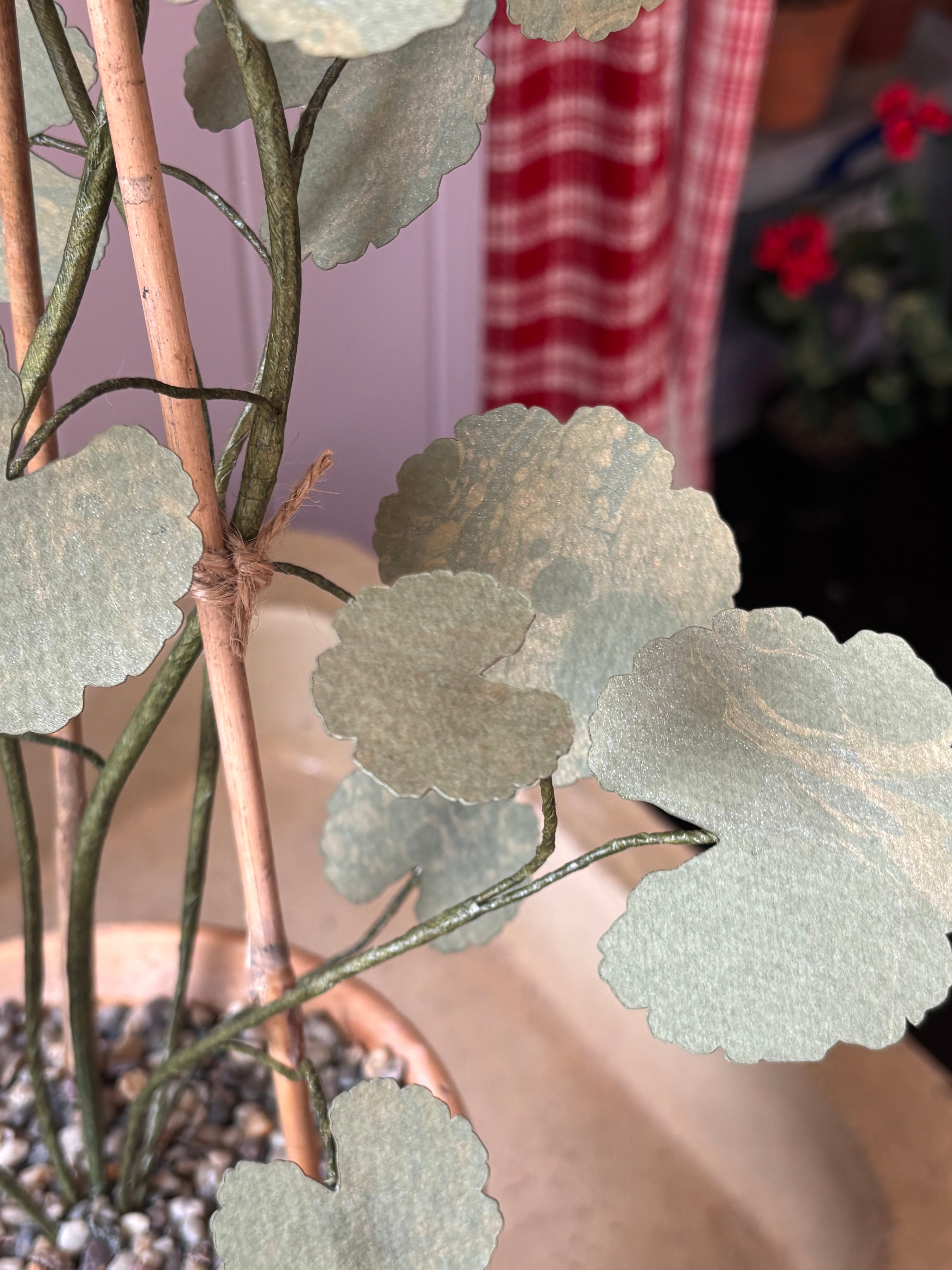 Paper geranium