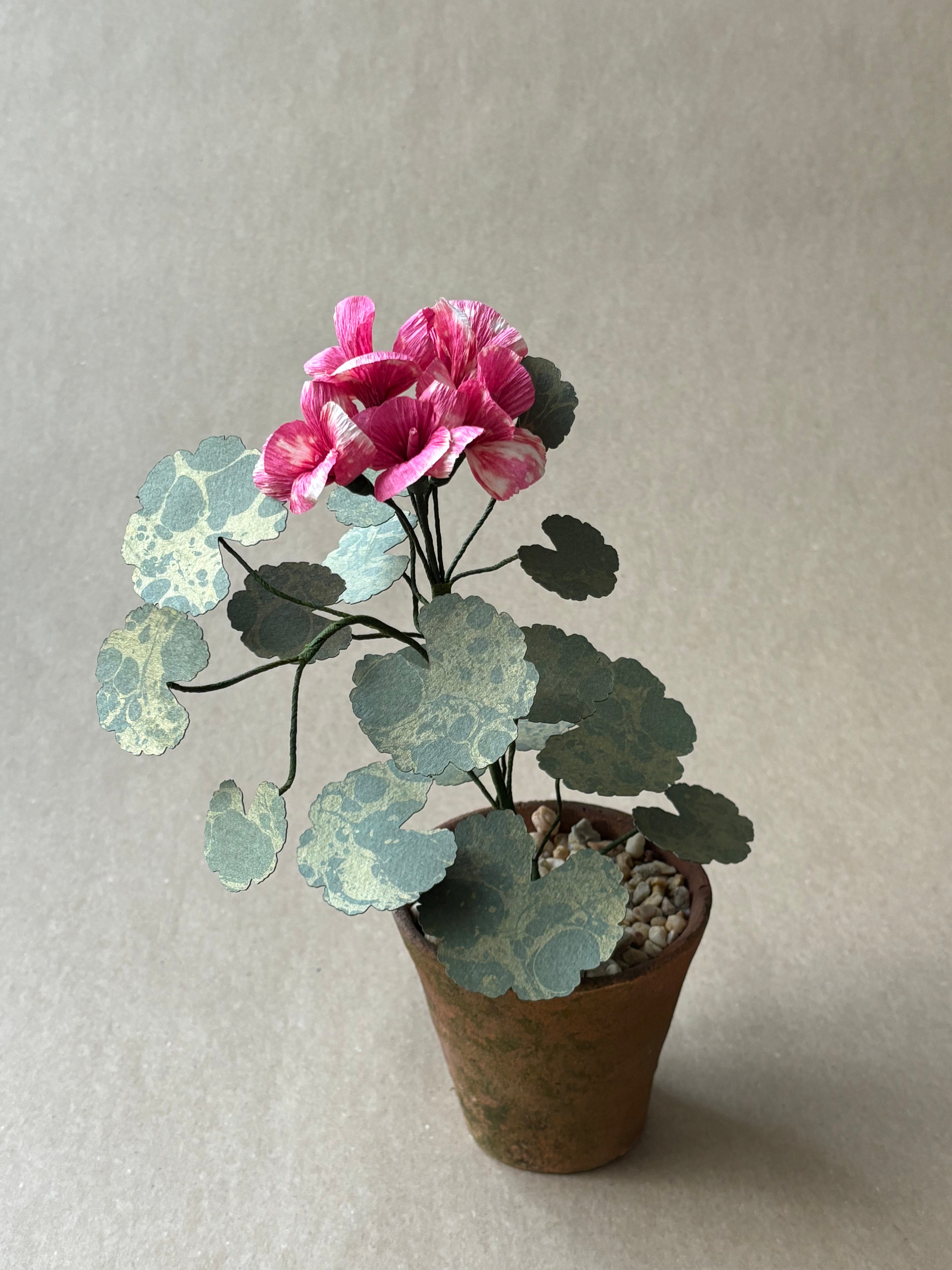 Geranium