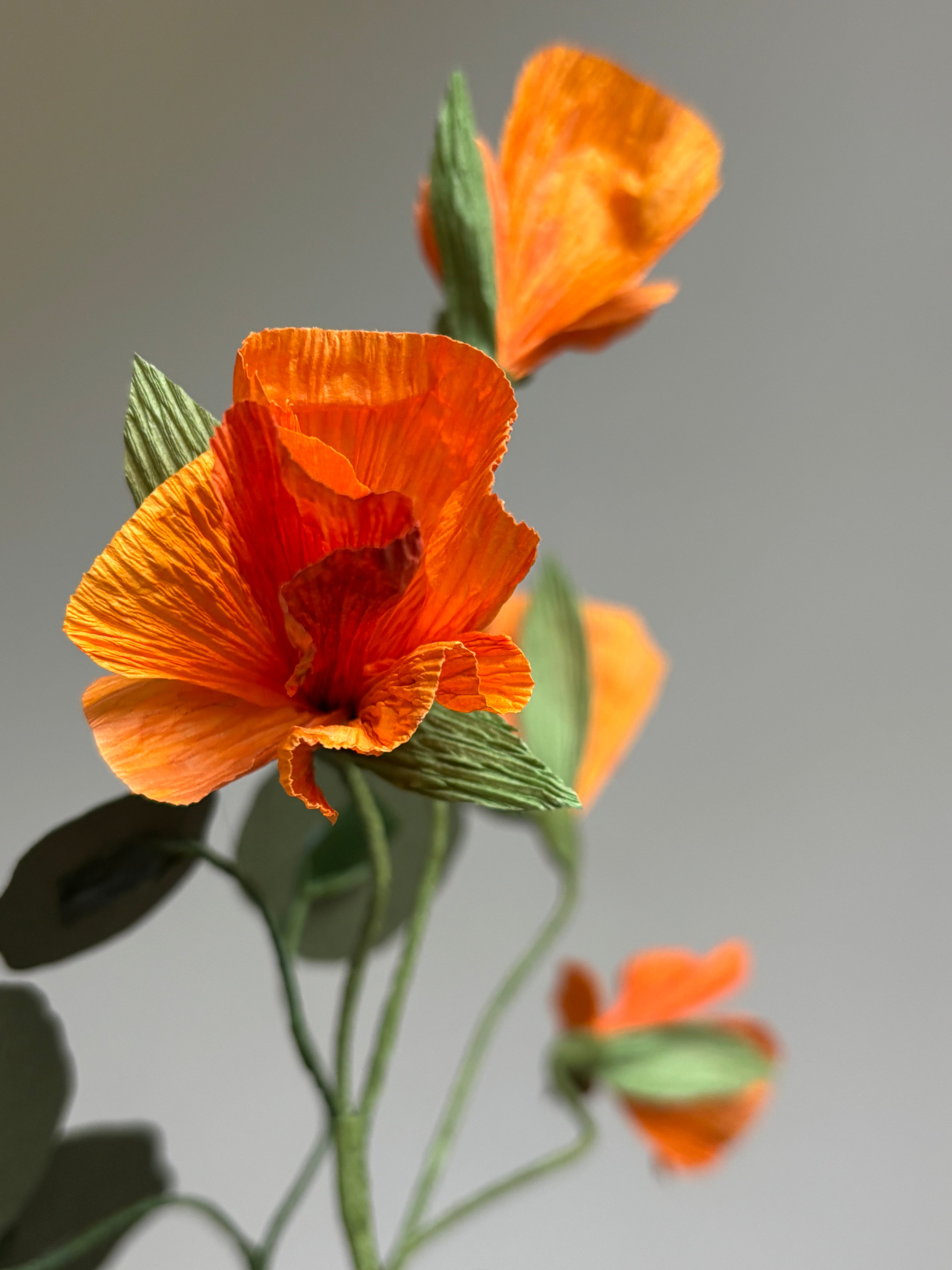 Nasturtium, trailing