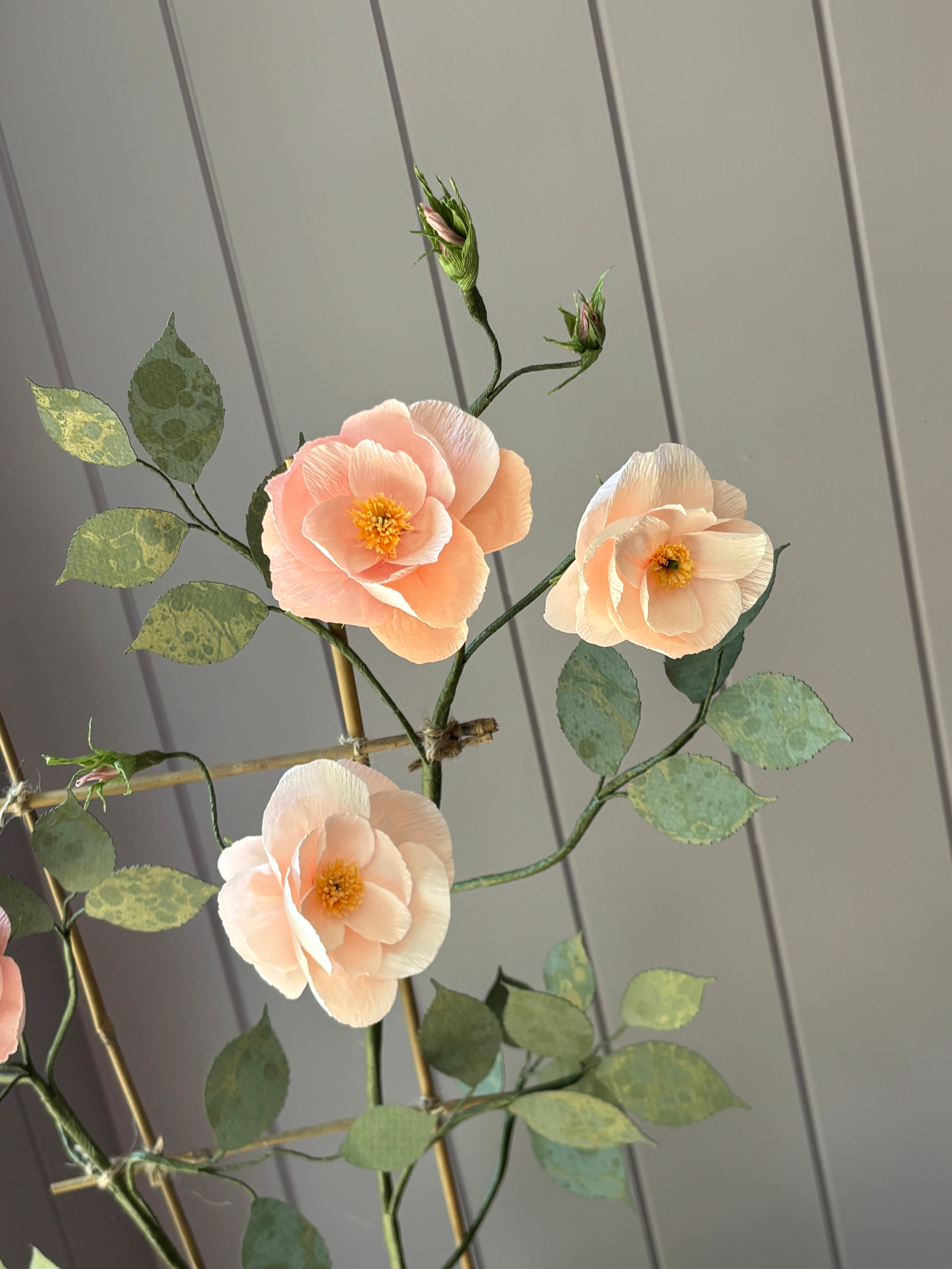 Climbing Rose