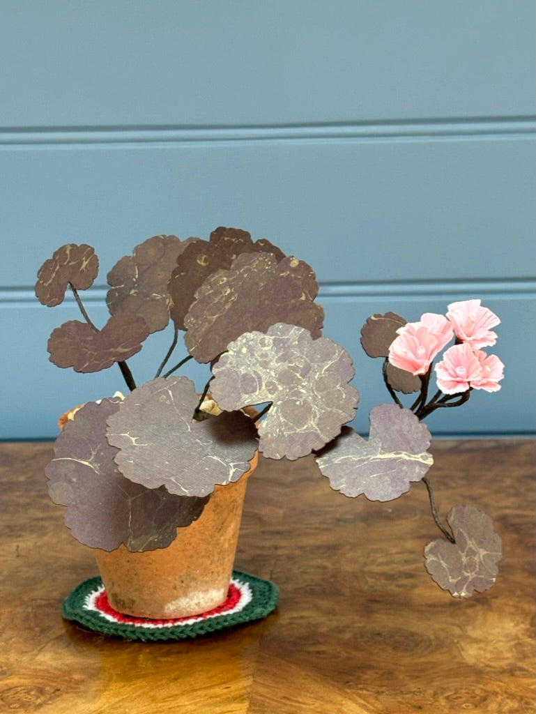 Geranium, trailing mini