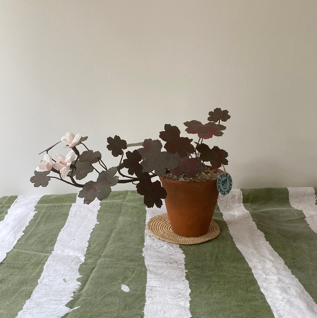 Paper Geranium trailing