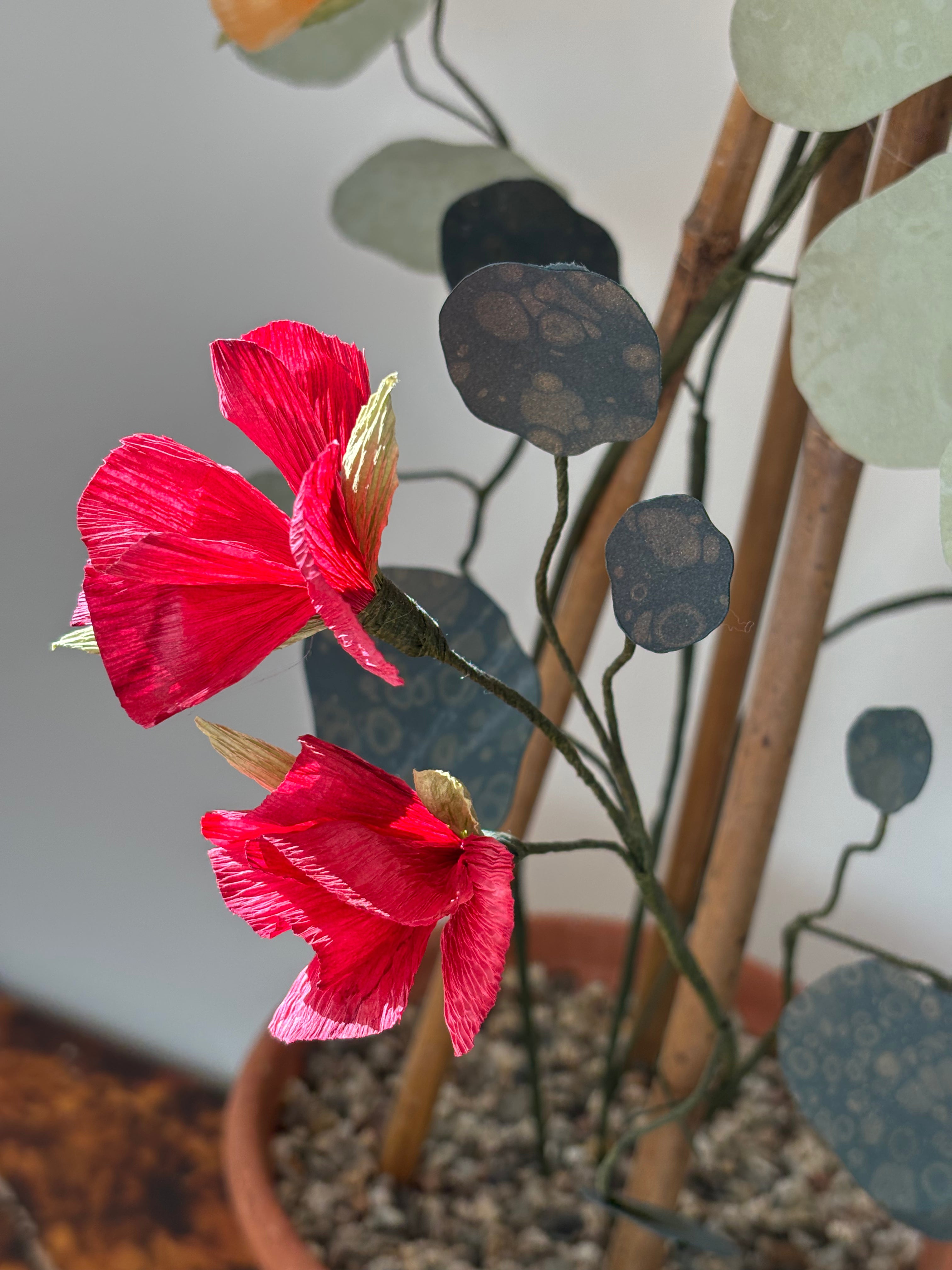 Nasturtium, upright