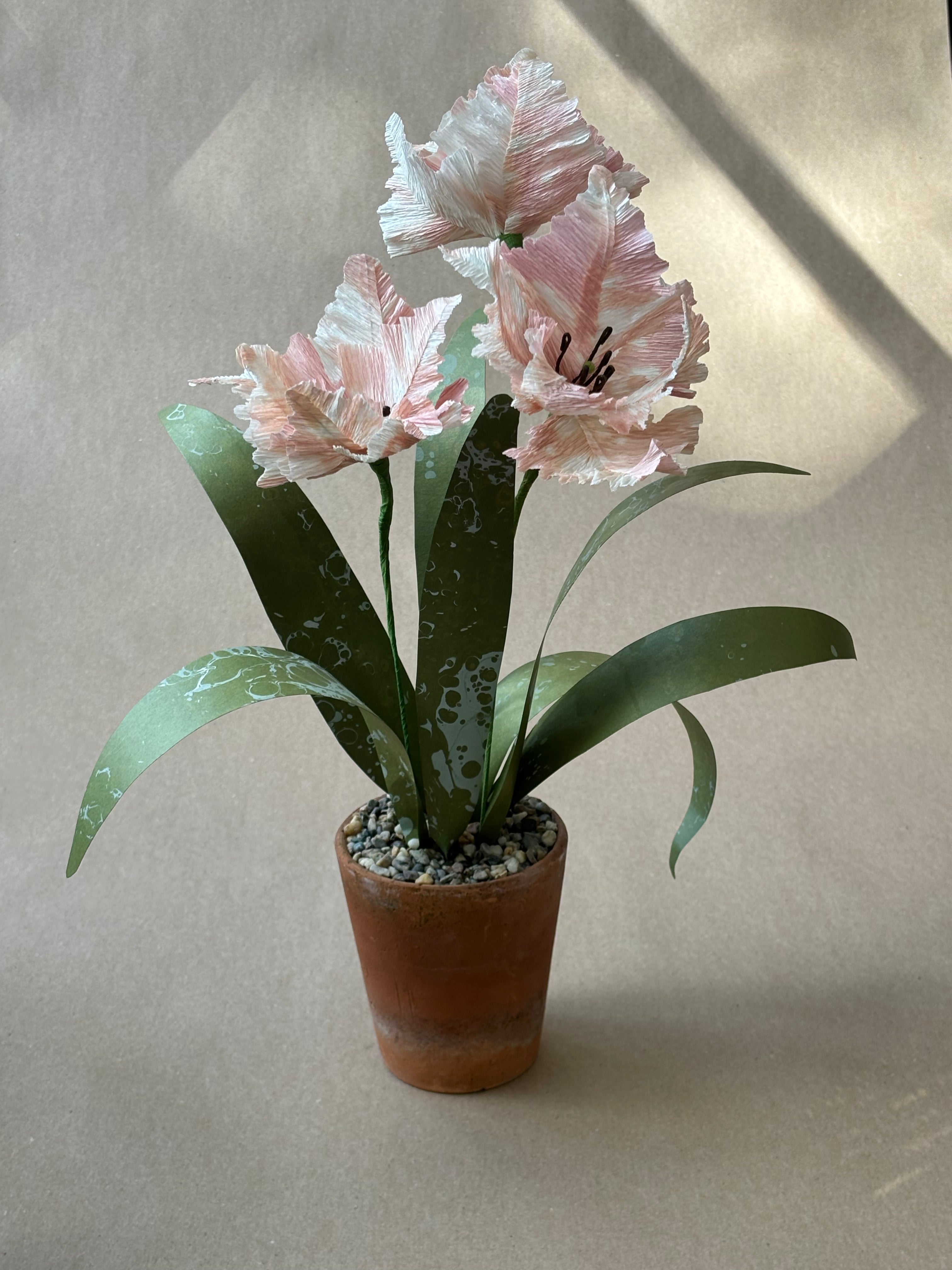 Parrot Tulip