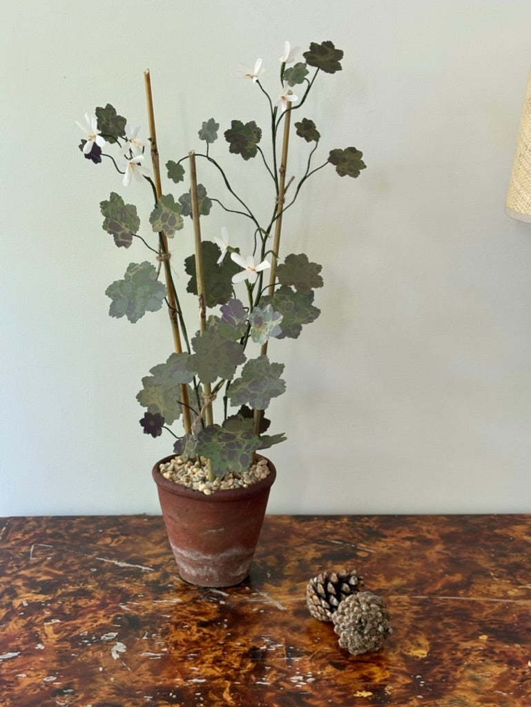 Geranium