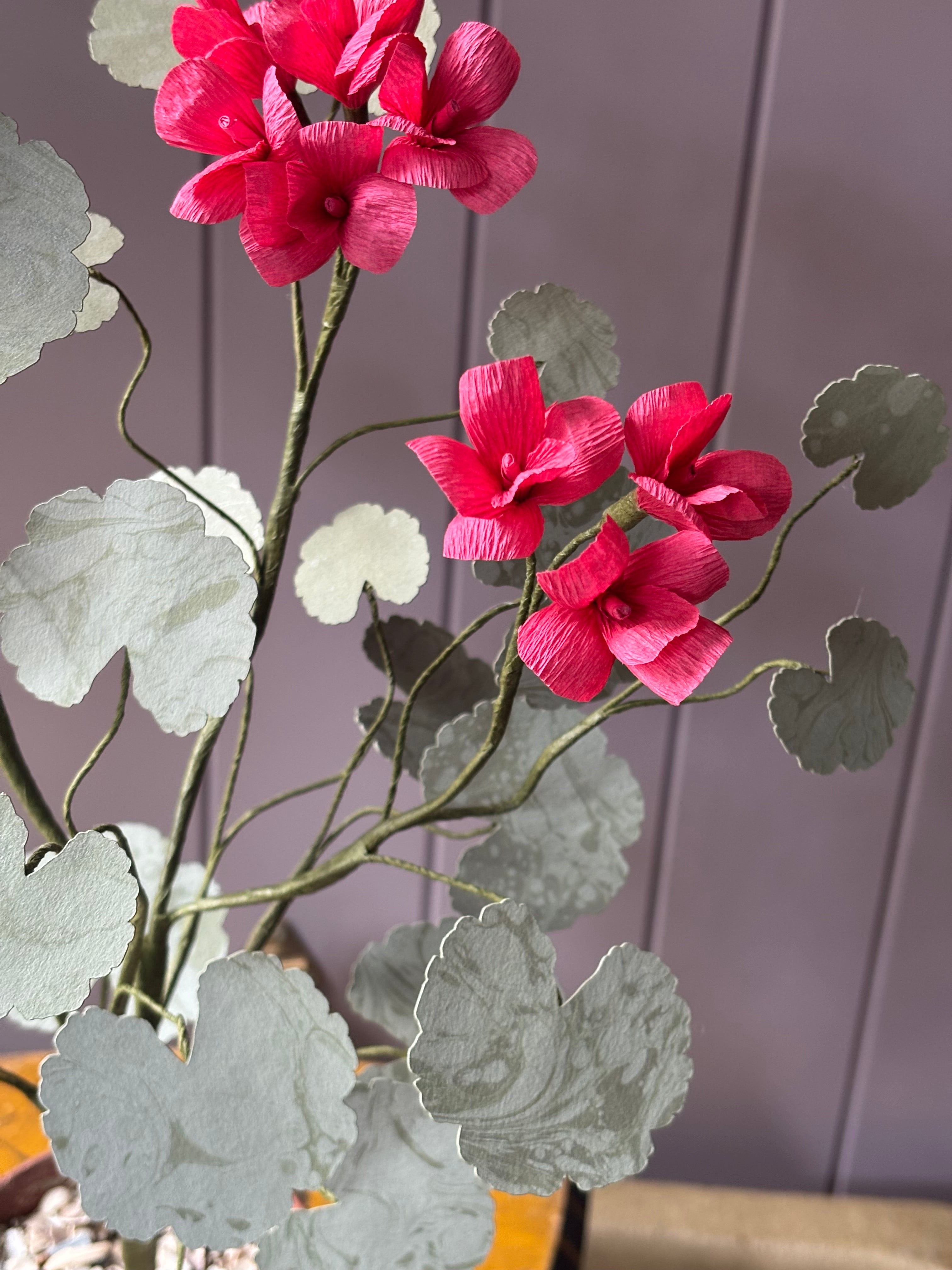 Paper geranium