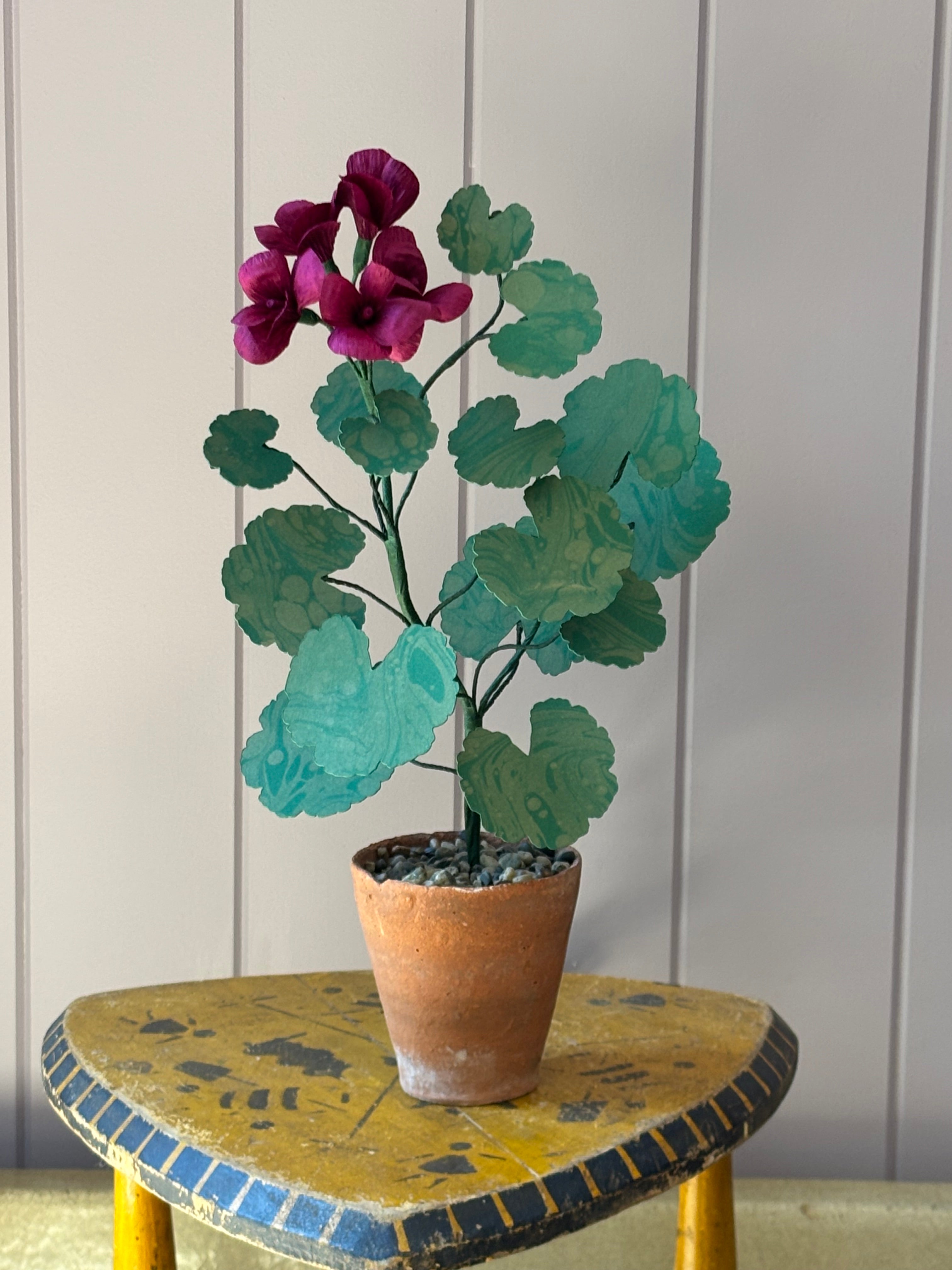 Paper geranium
