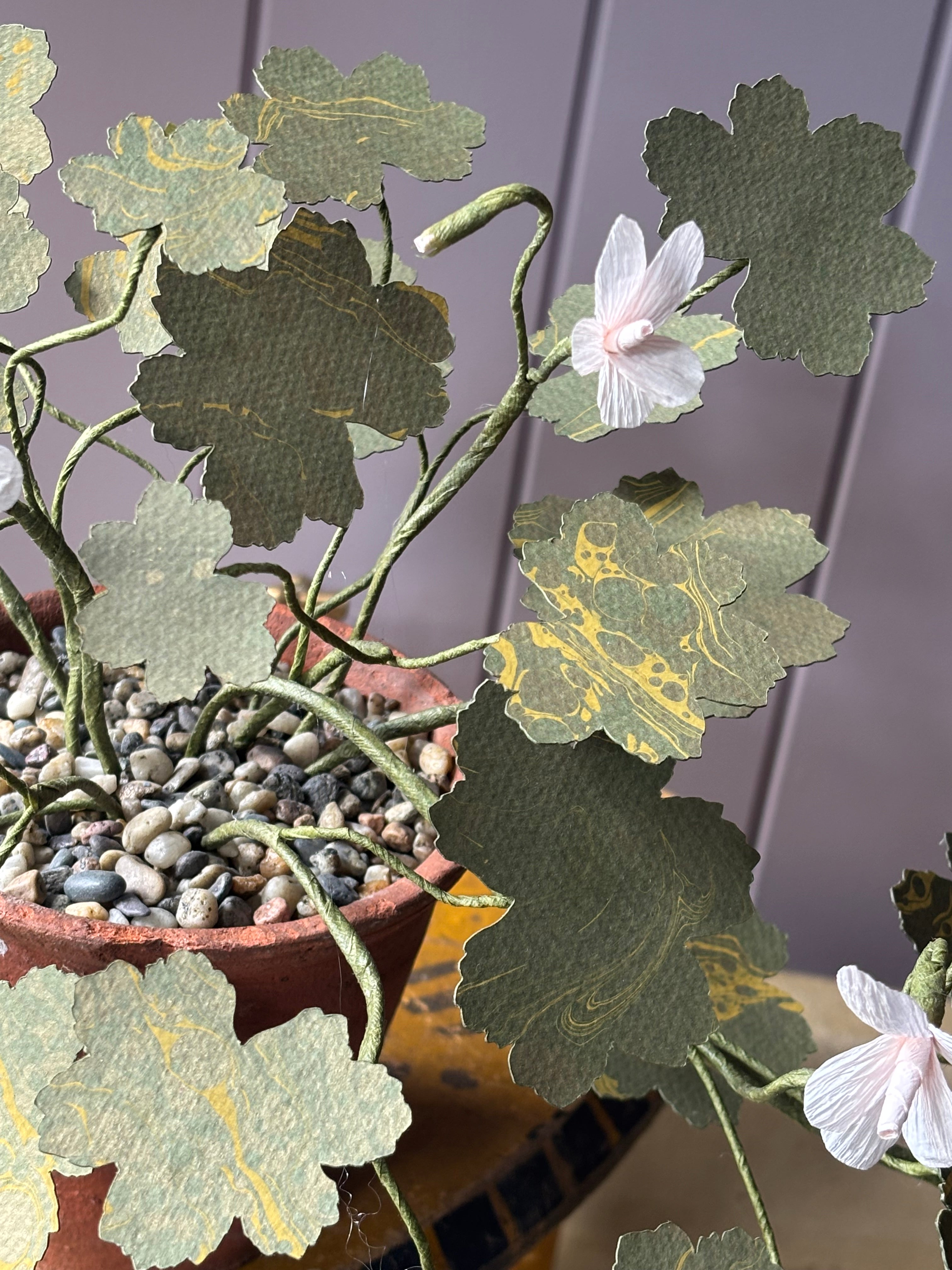 Paper geranium, trailing